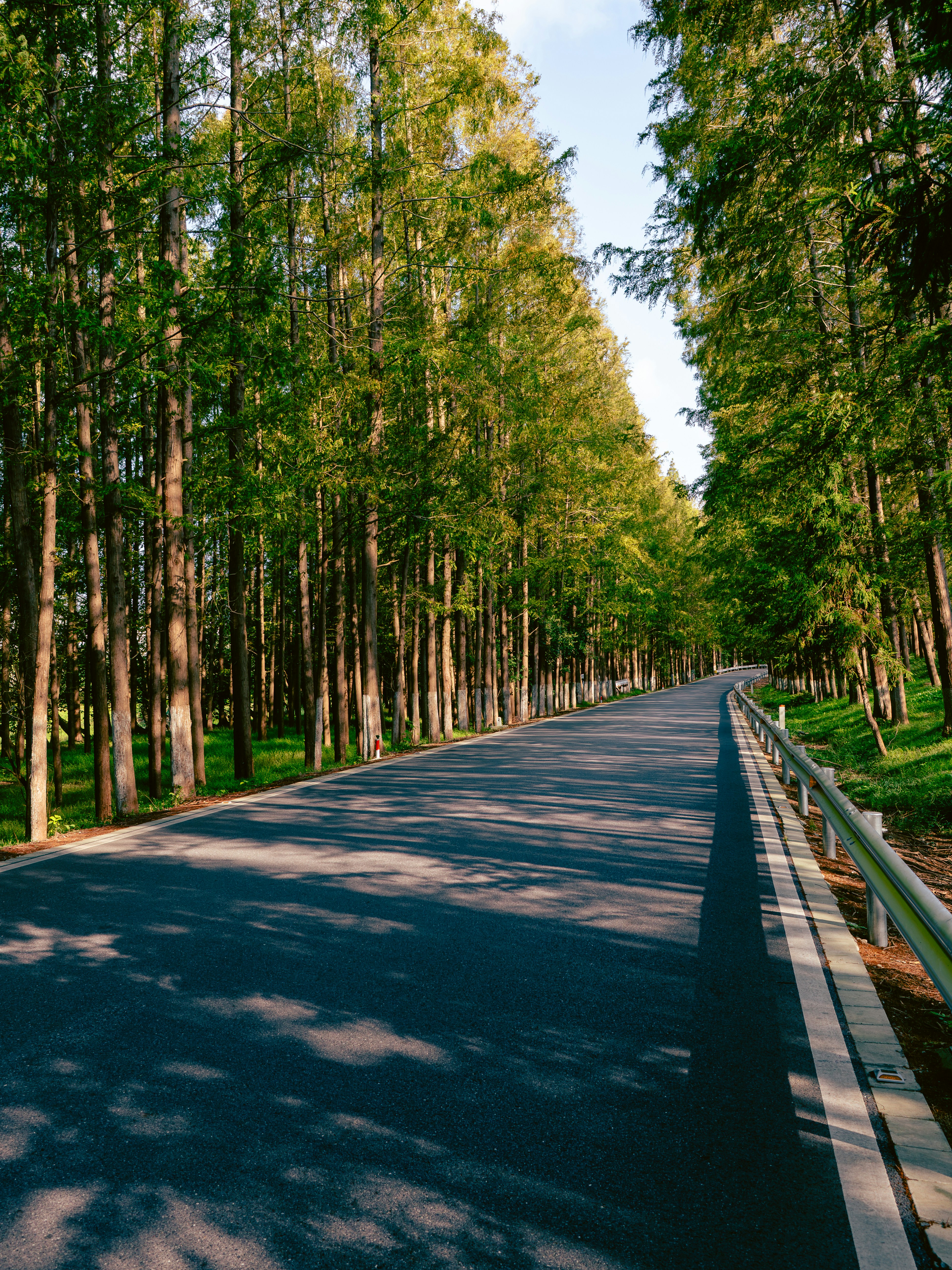 An asphalt road winding through a dense forest of tall trees with long shadows