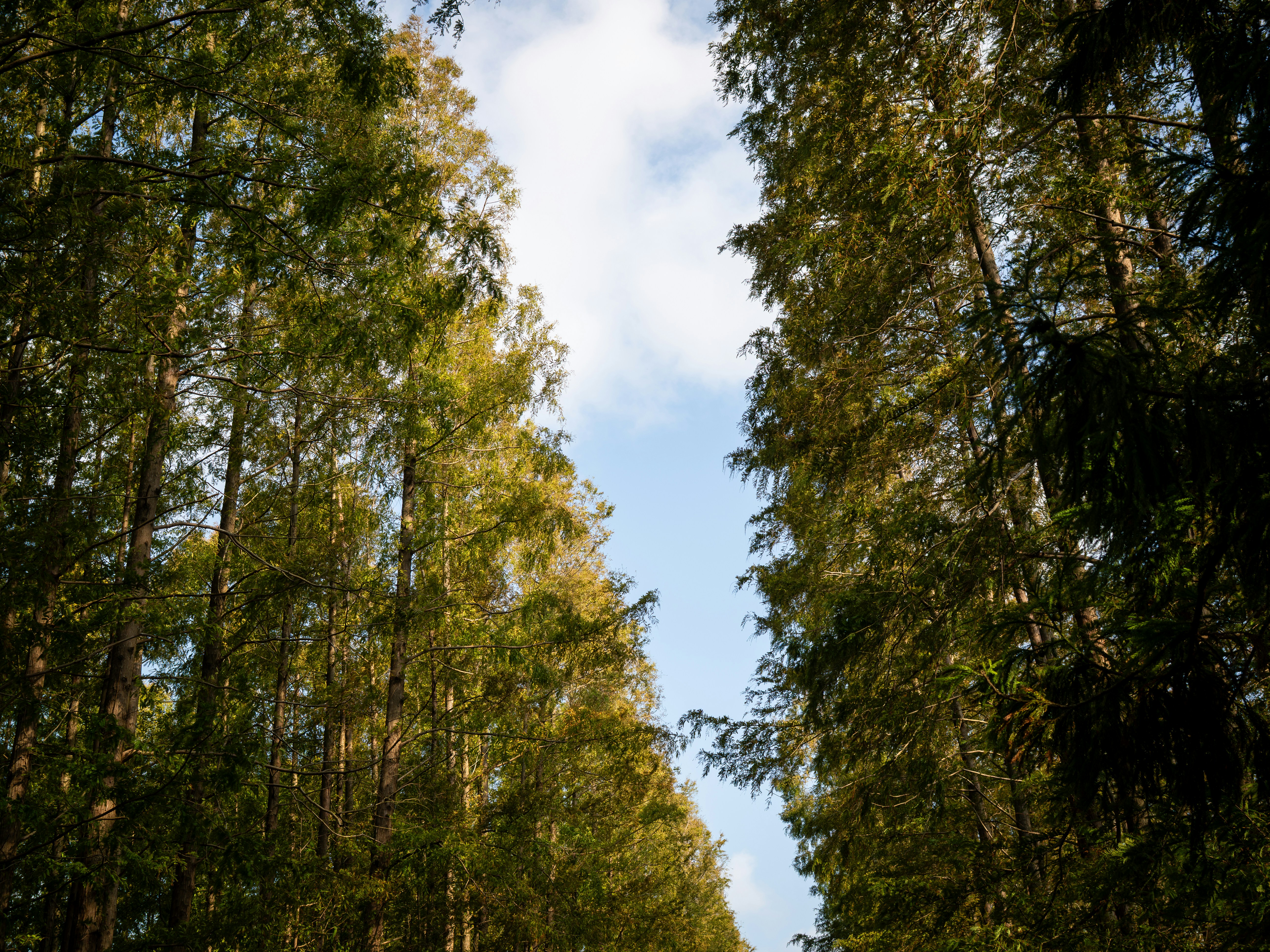 Tall evergreen trees flanking a narrow strip of blue sky with light clouds