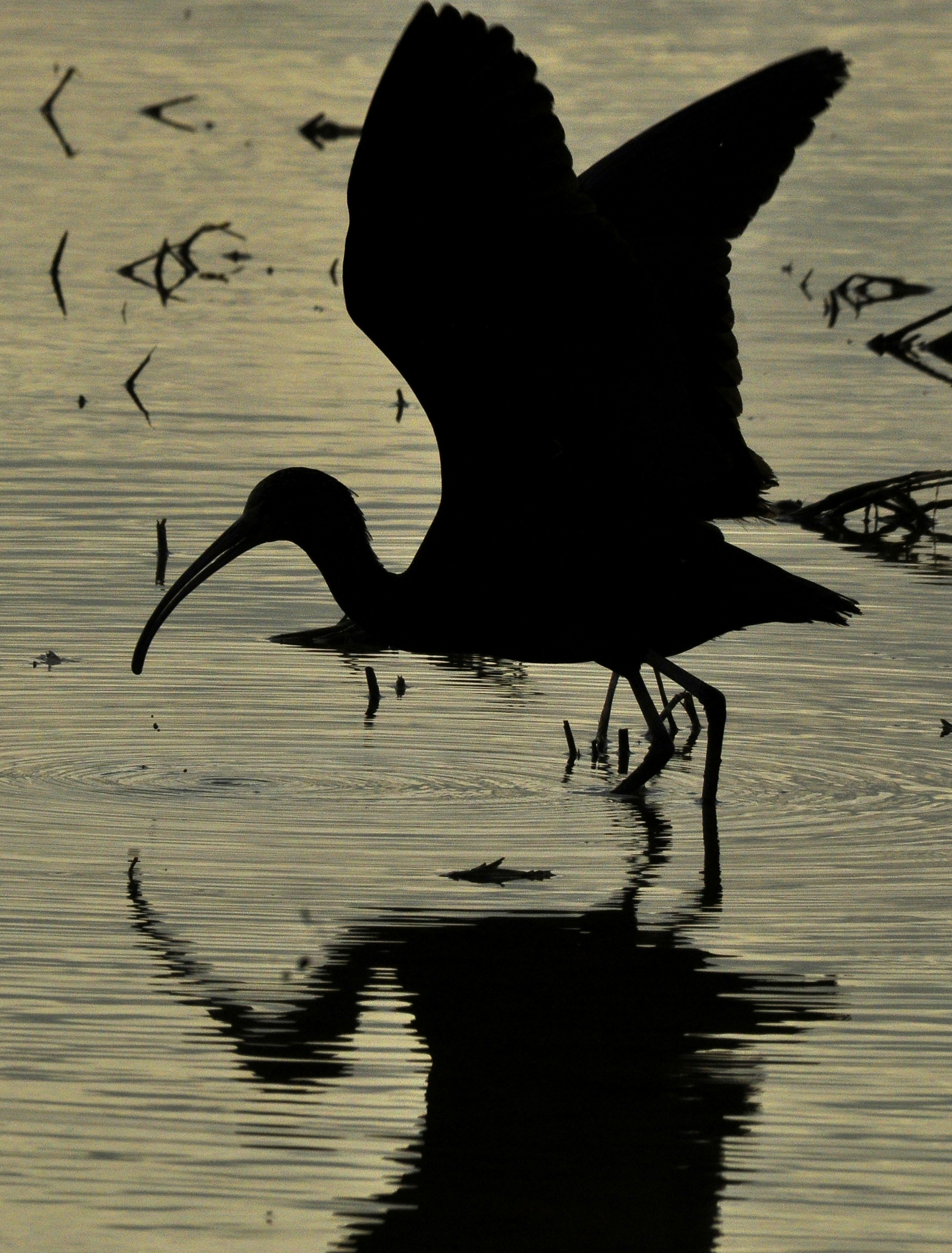 Ibis silhouette in shallow water - Free Photo on Unsplash