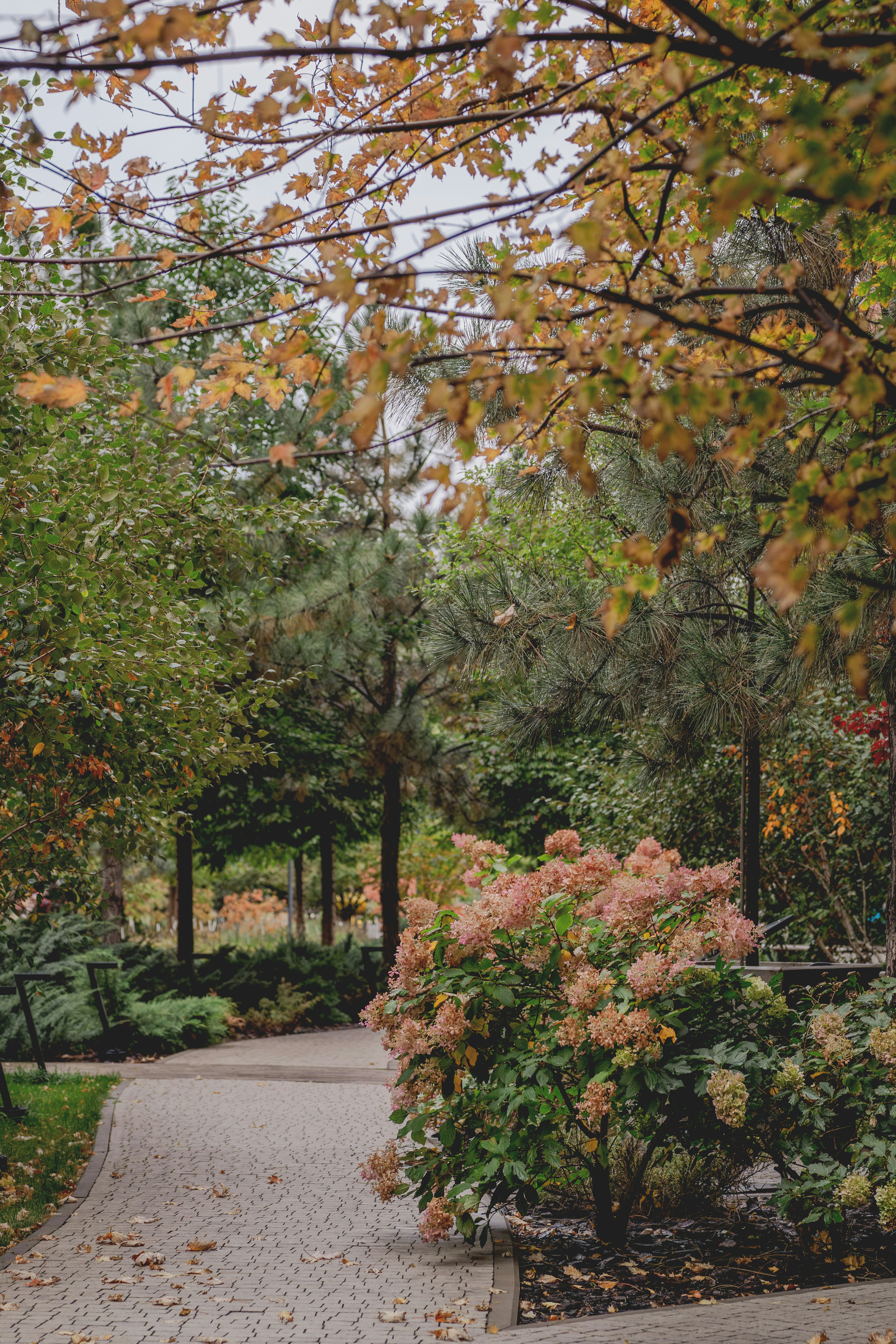 Ein gepflasterter Weg, der sich durch einen Park mit Herbstbäumen und rosa Hortensienbüsche schlängelt, schlängelt sich durch einen Park mit Herbstbäumen und rosa Hortensienbüsche