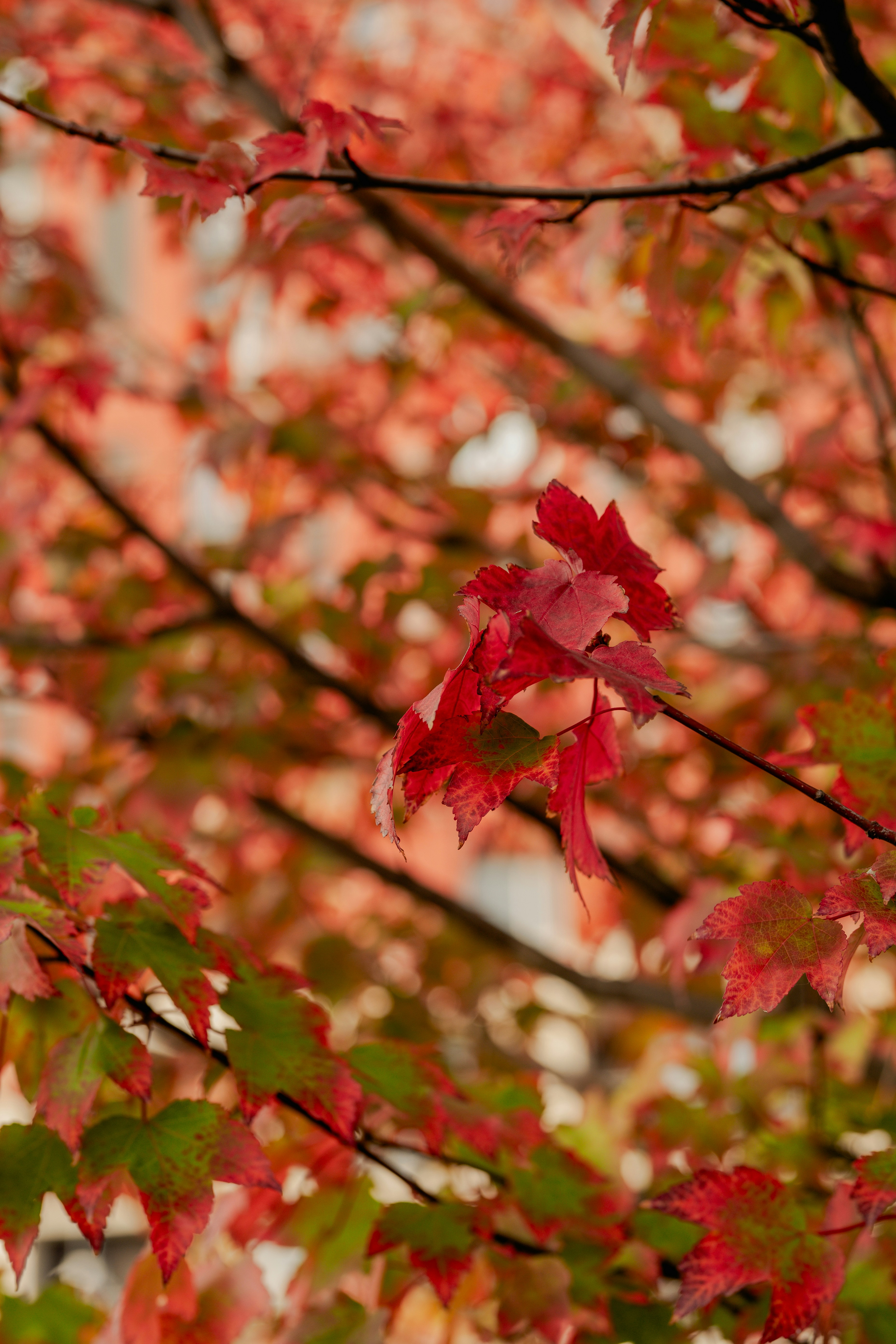 Leuchtend rote und grüne Ahornblätter an Ästen während der Herbstsaison