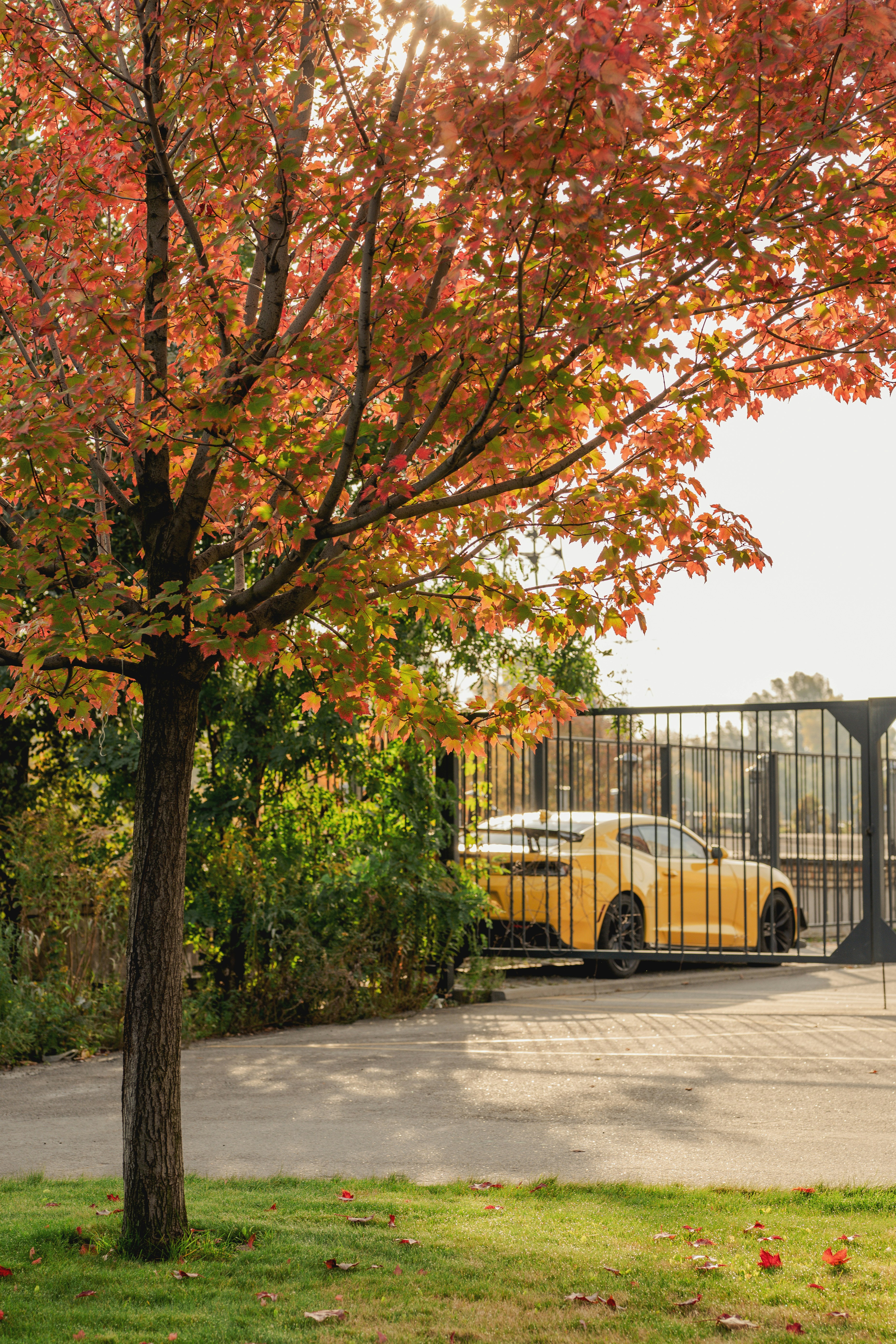 Ein gelber Sportwagen parkte hinter einem Metalltor unter einem Baum mit Herbstblättern