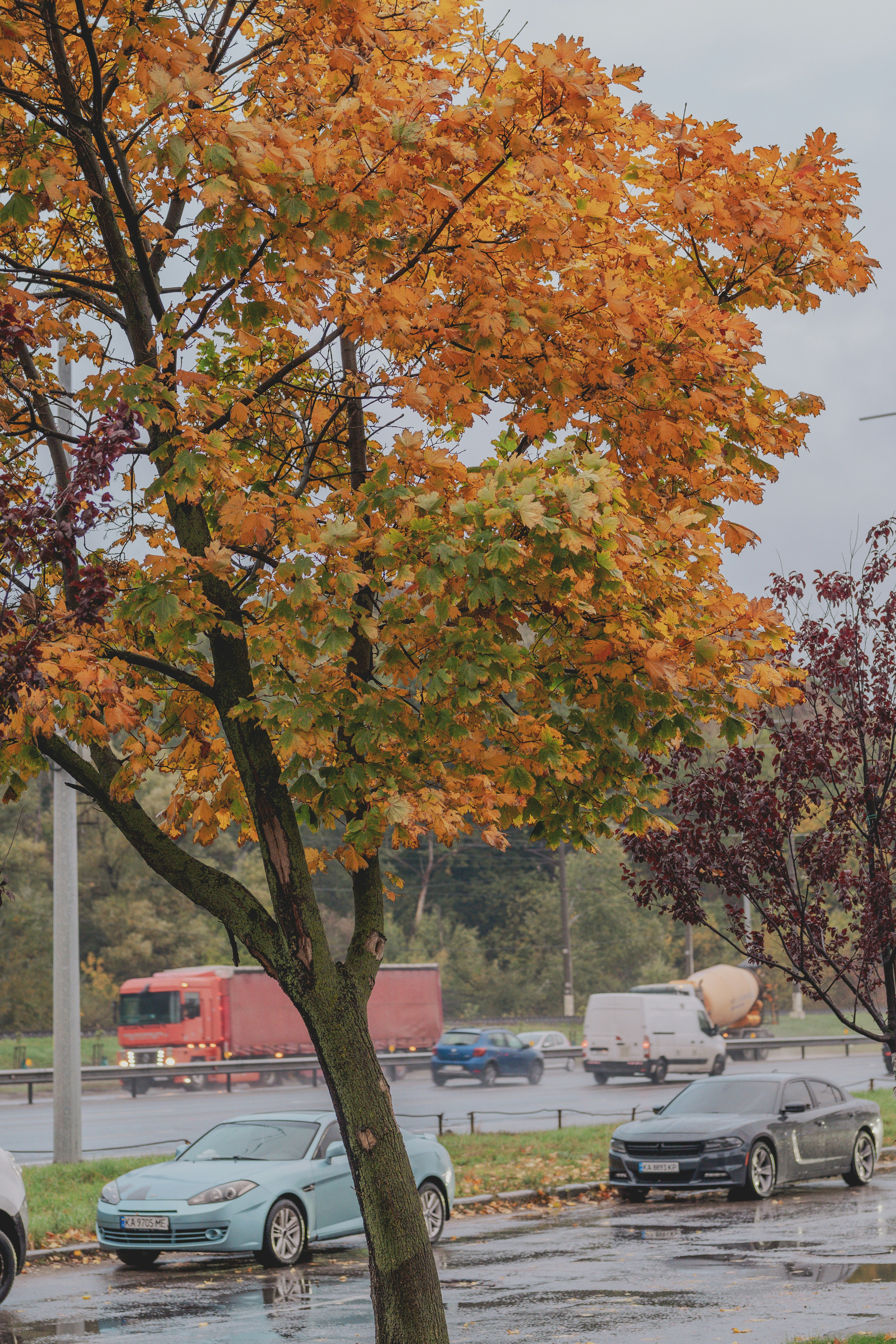 Ein Ahornbaum mit orangefarbenen und grünen Herbstblättern neben einer stark befahrenen Autobahn mit Autos