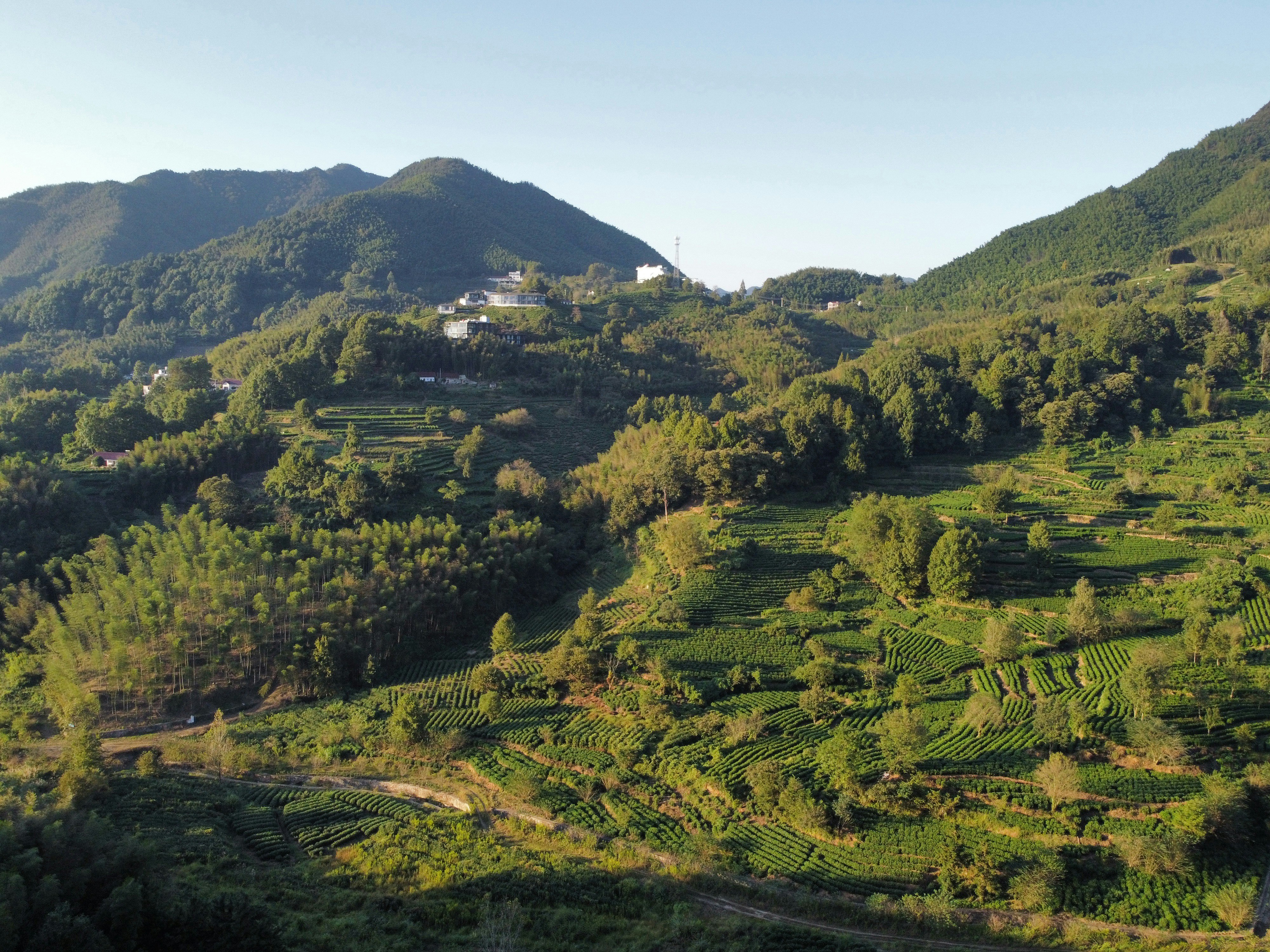 Terraced tea plantations on green hills - Free Photo on Unsplash