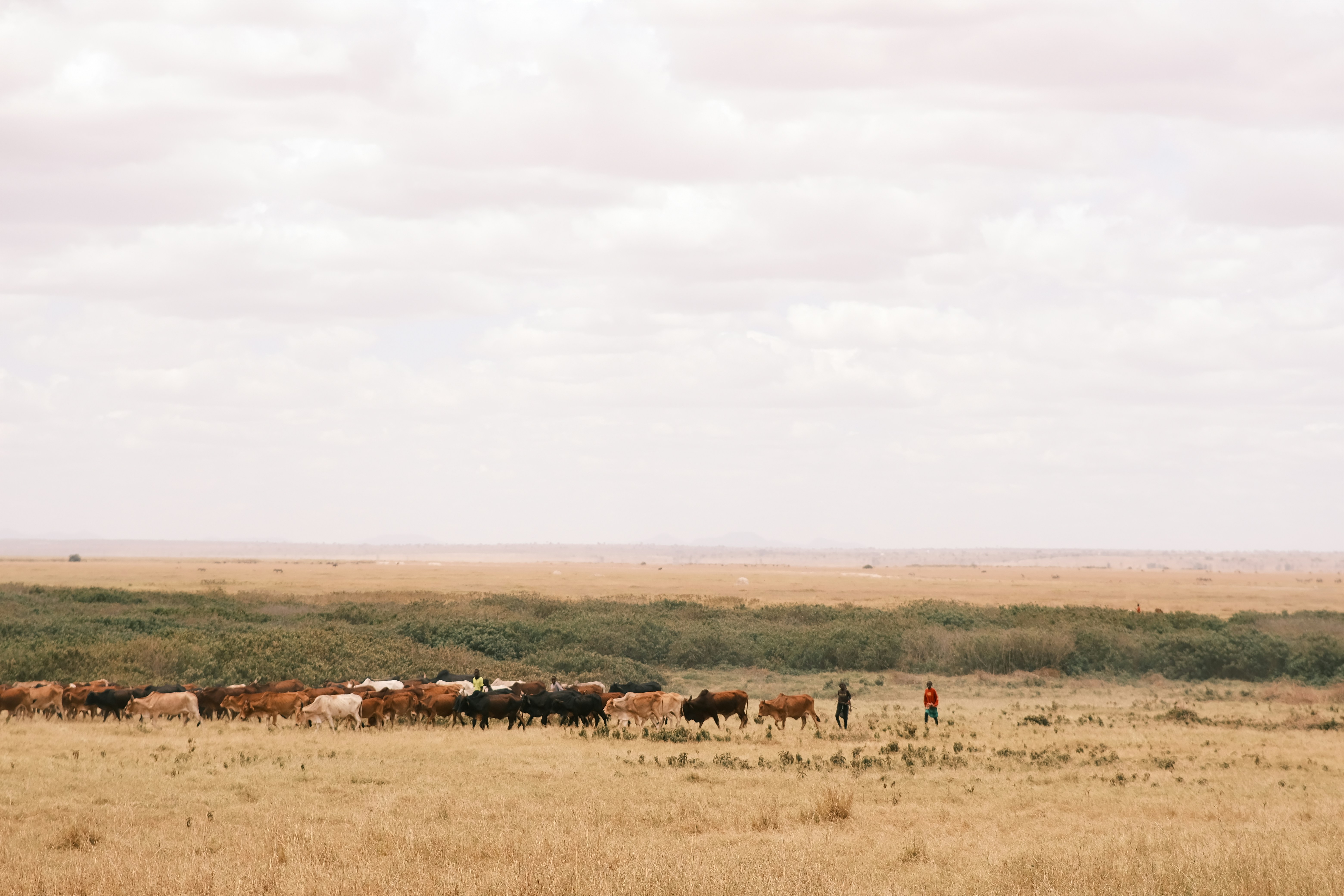 A herd of cattle grazing in a vast dry savanna under a cloudy sky