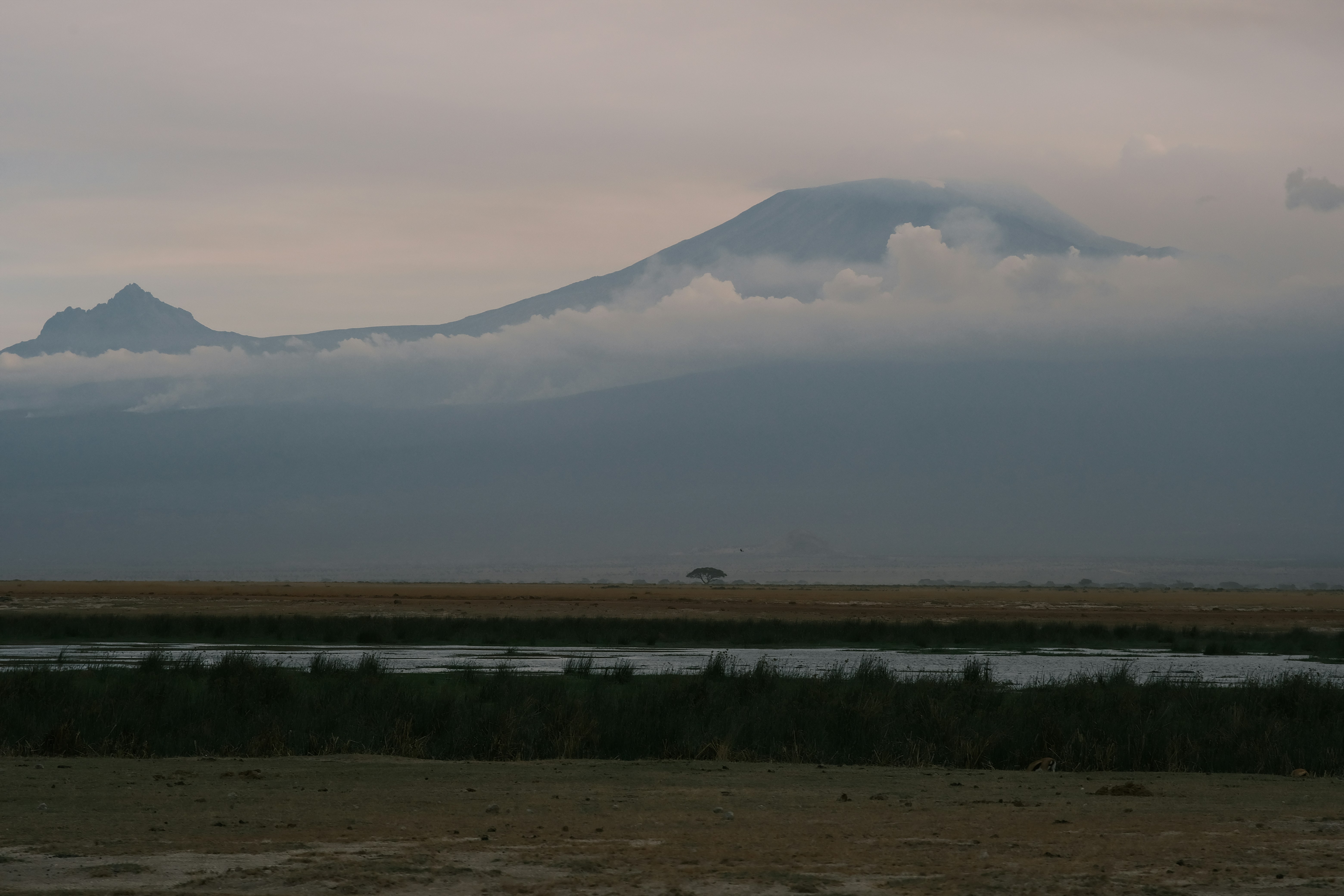 A lone acacia tree on a vast plain beneath a large mountain shrouded in clouds