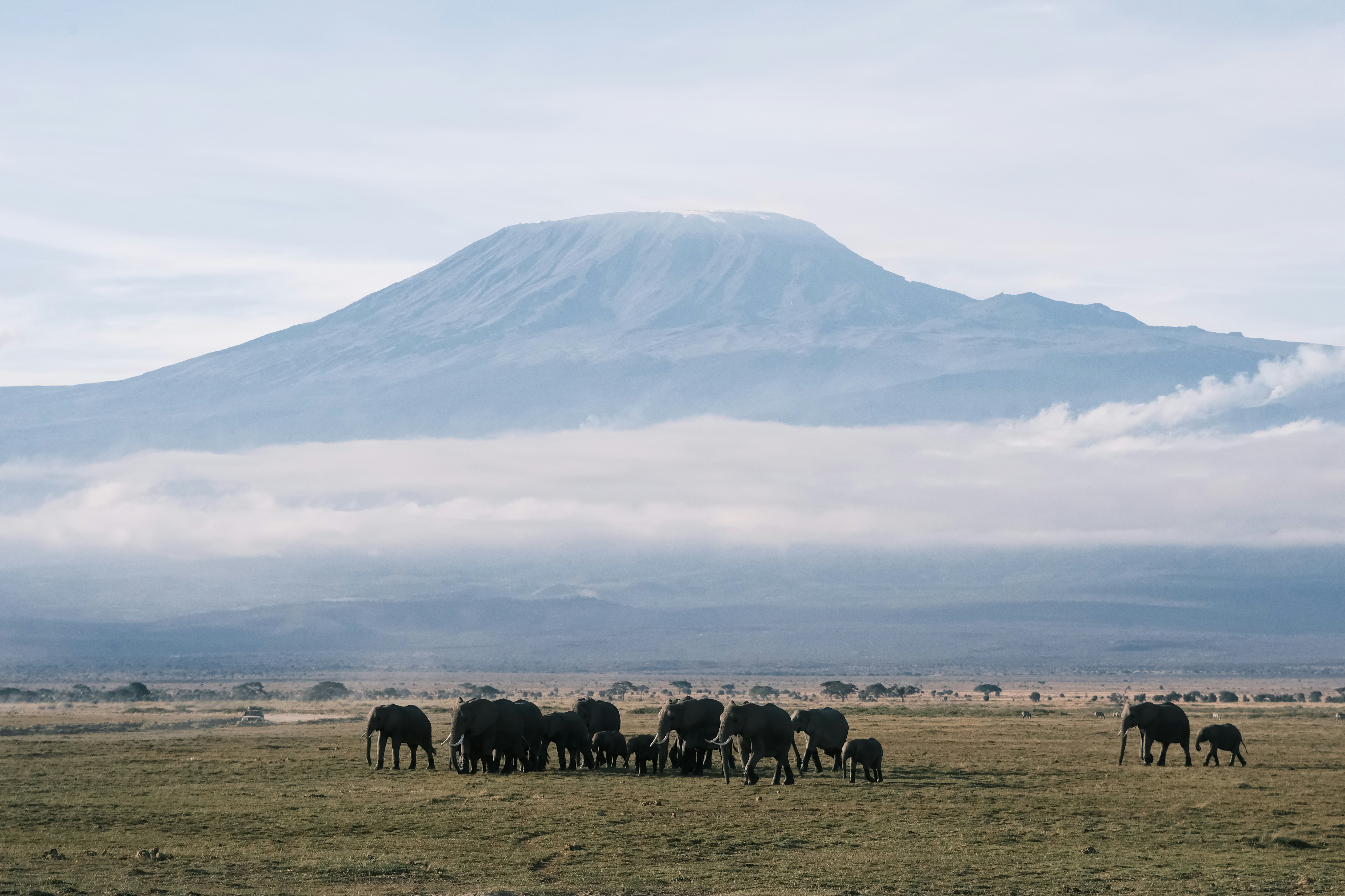 A herd of elephants grazing on a grassy plain beneath Mount Kilimanjaro