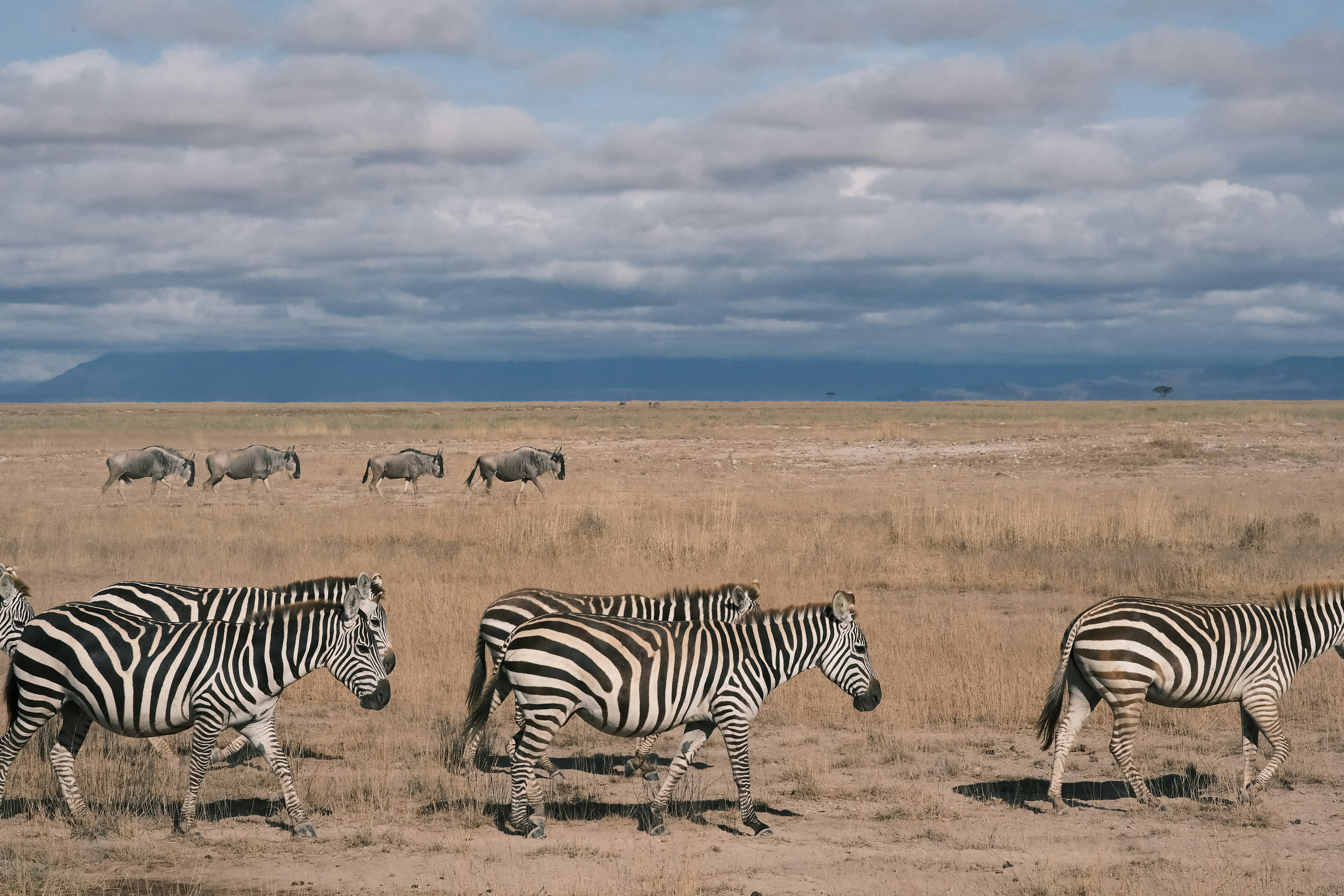 Zebras walking across a dry grassy savanna with wildebeest in the distance under a cloudy sky