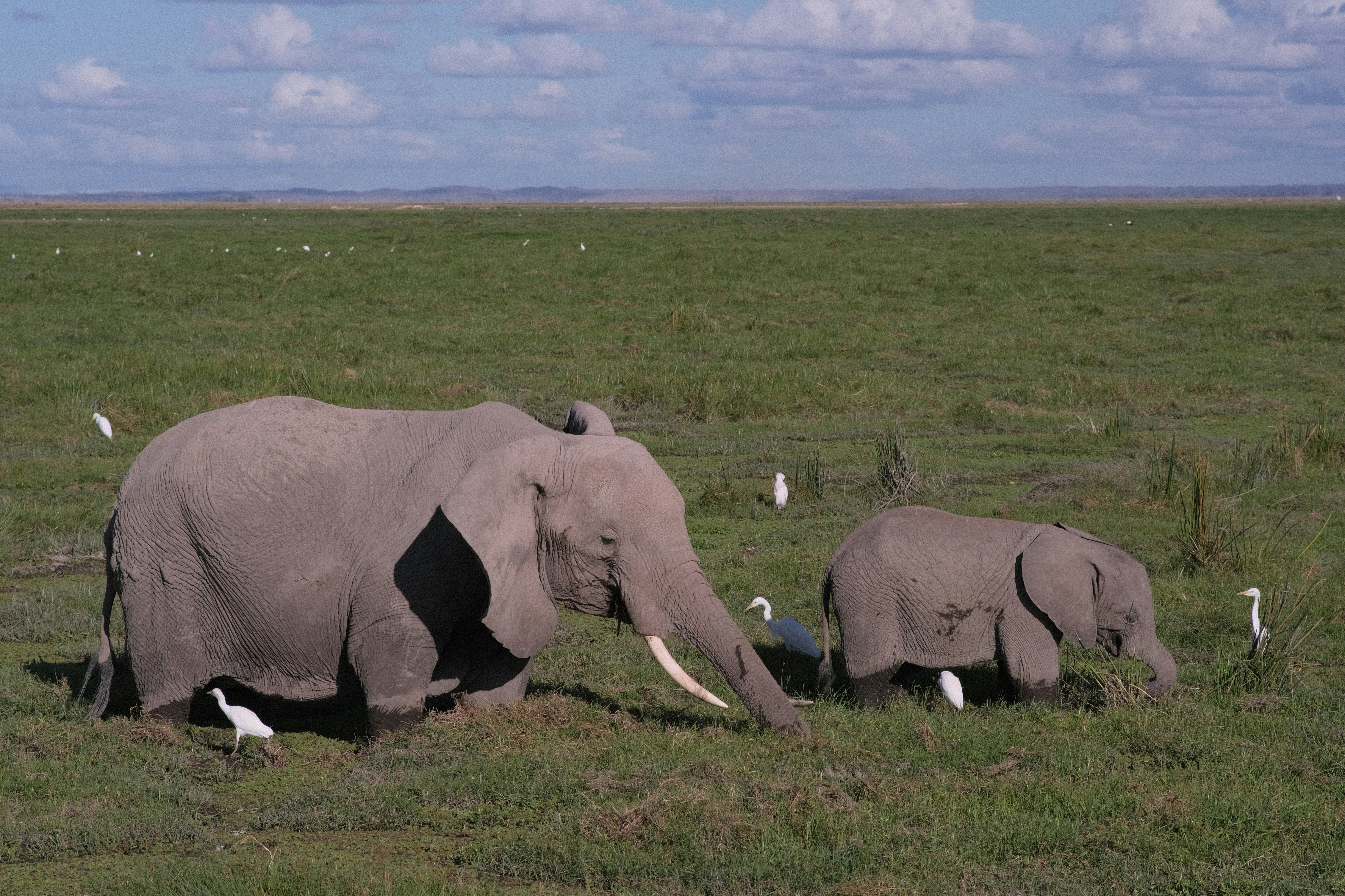 An adult elephant and a calf grazing in a grassy field with white egrets