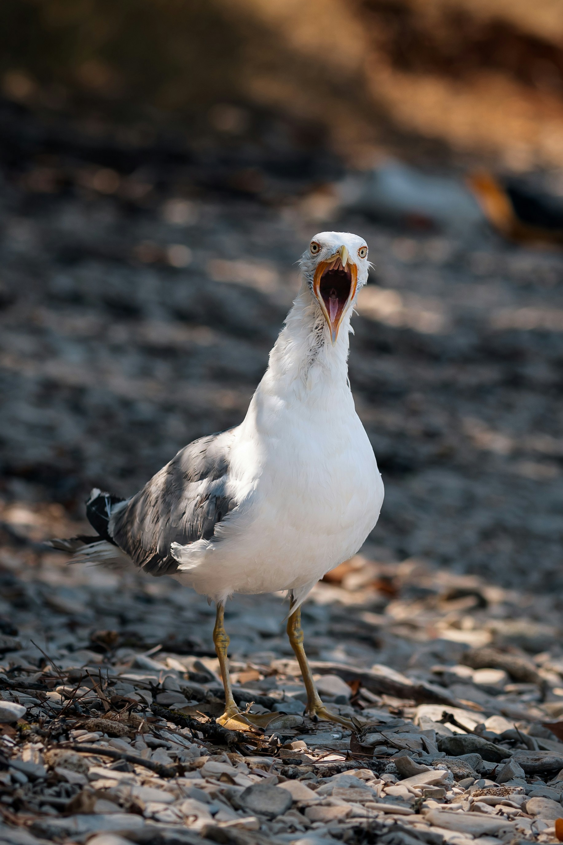 A seagull with its beak wide open on a rocky beach