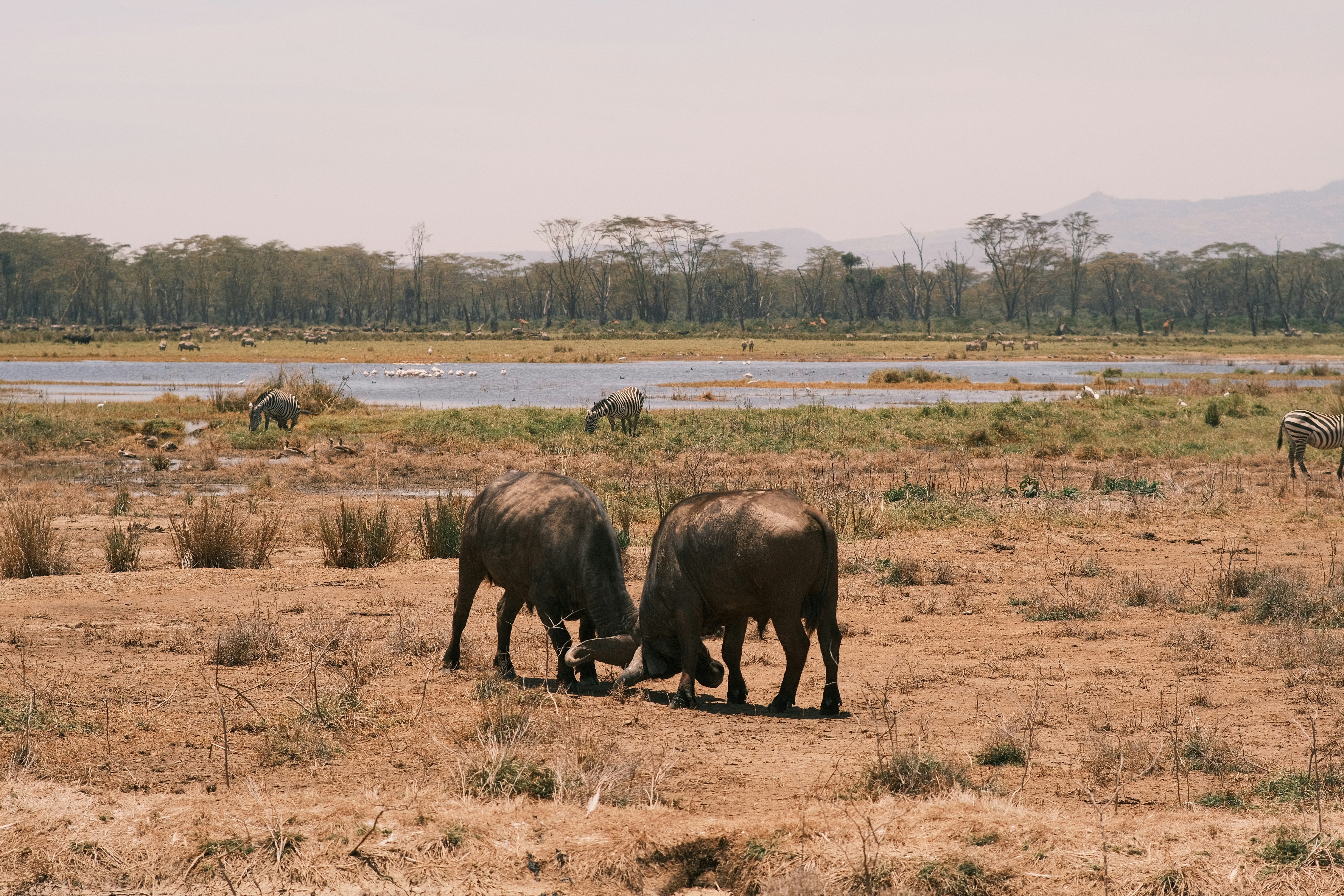 Two African buffaloes locking horns in a dry savanna with zebras grazing near a distant lake