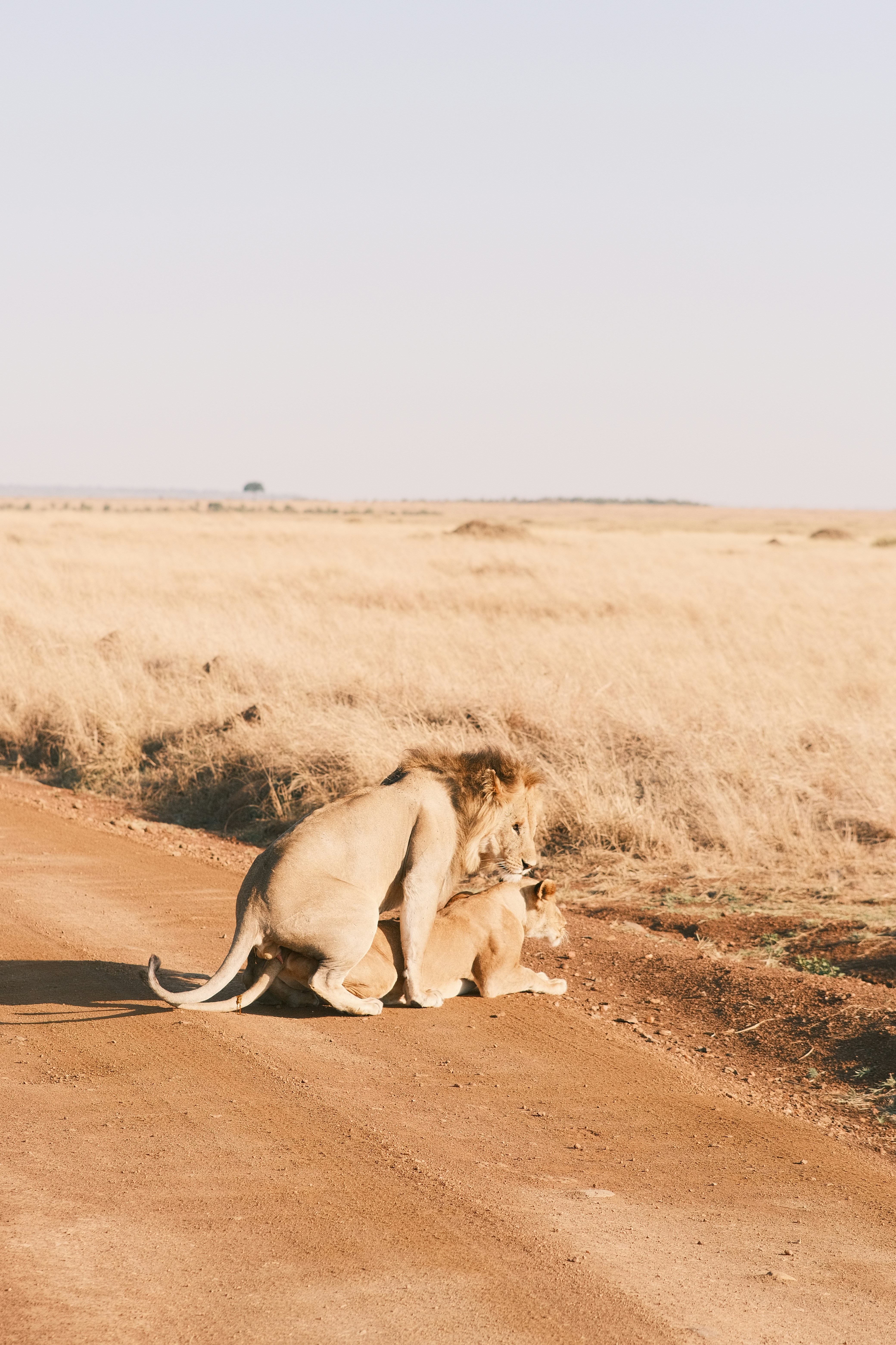 Lion pride resting in golden savannah grass on a game drive