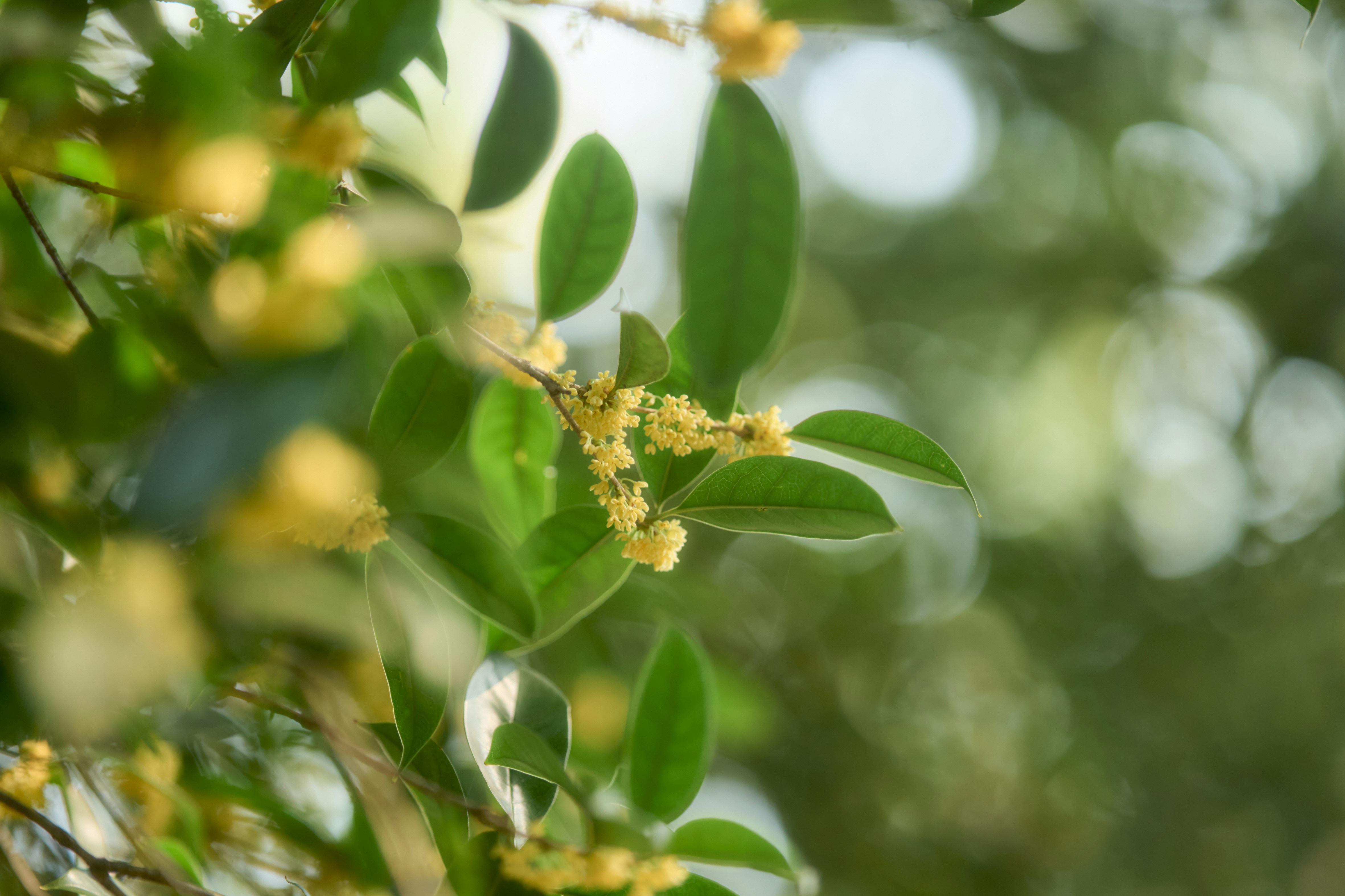 Yellow osmanthus flowers on leafy branch - Free Photo on Unsplash