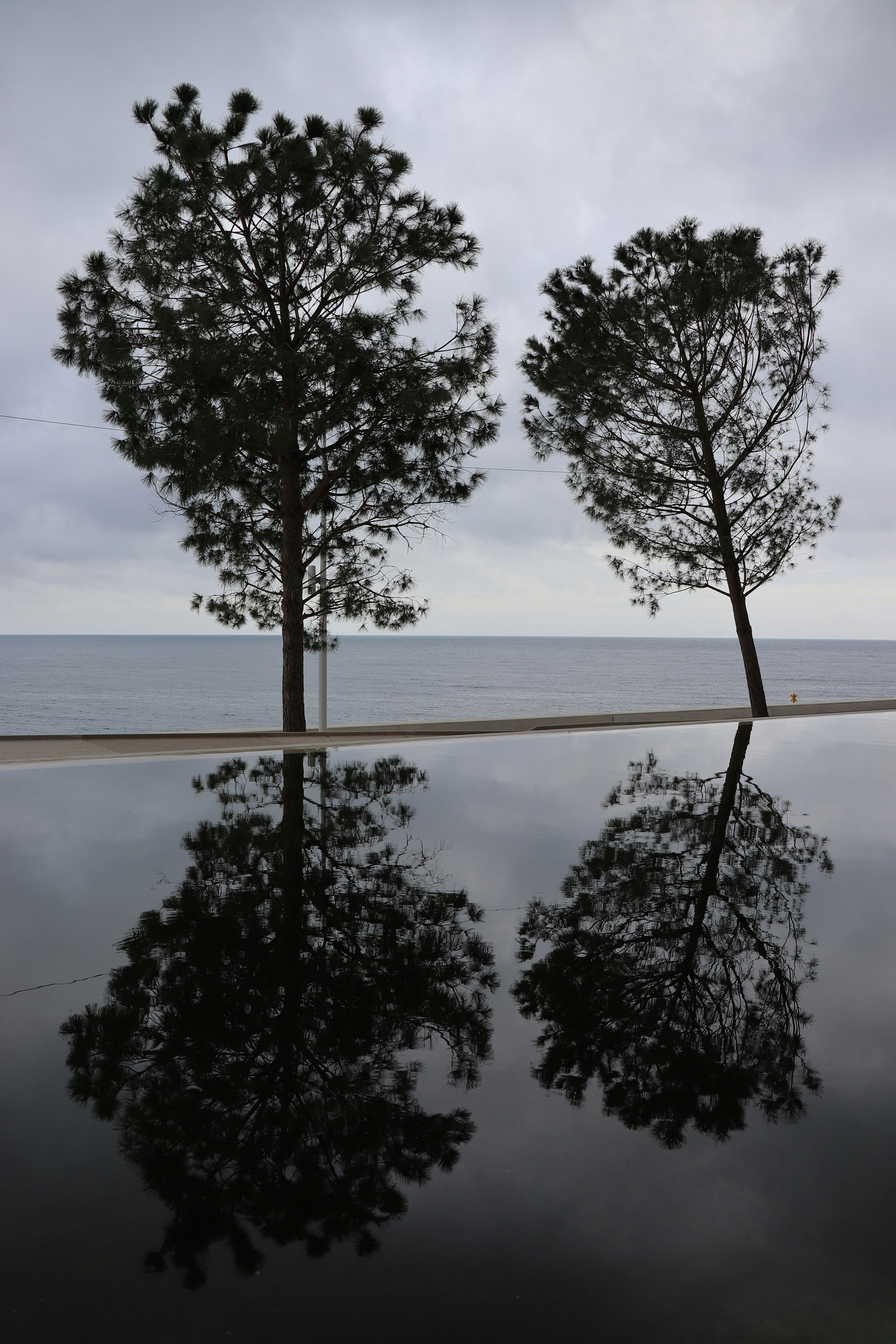 Two pine trees reflected in a calm pool of water against a cloudy sky