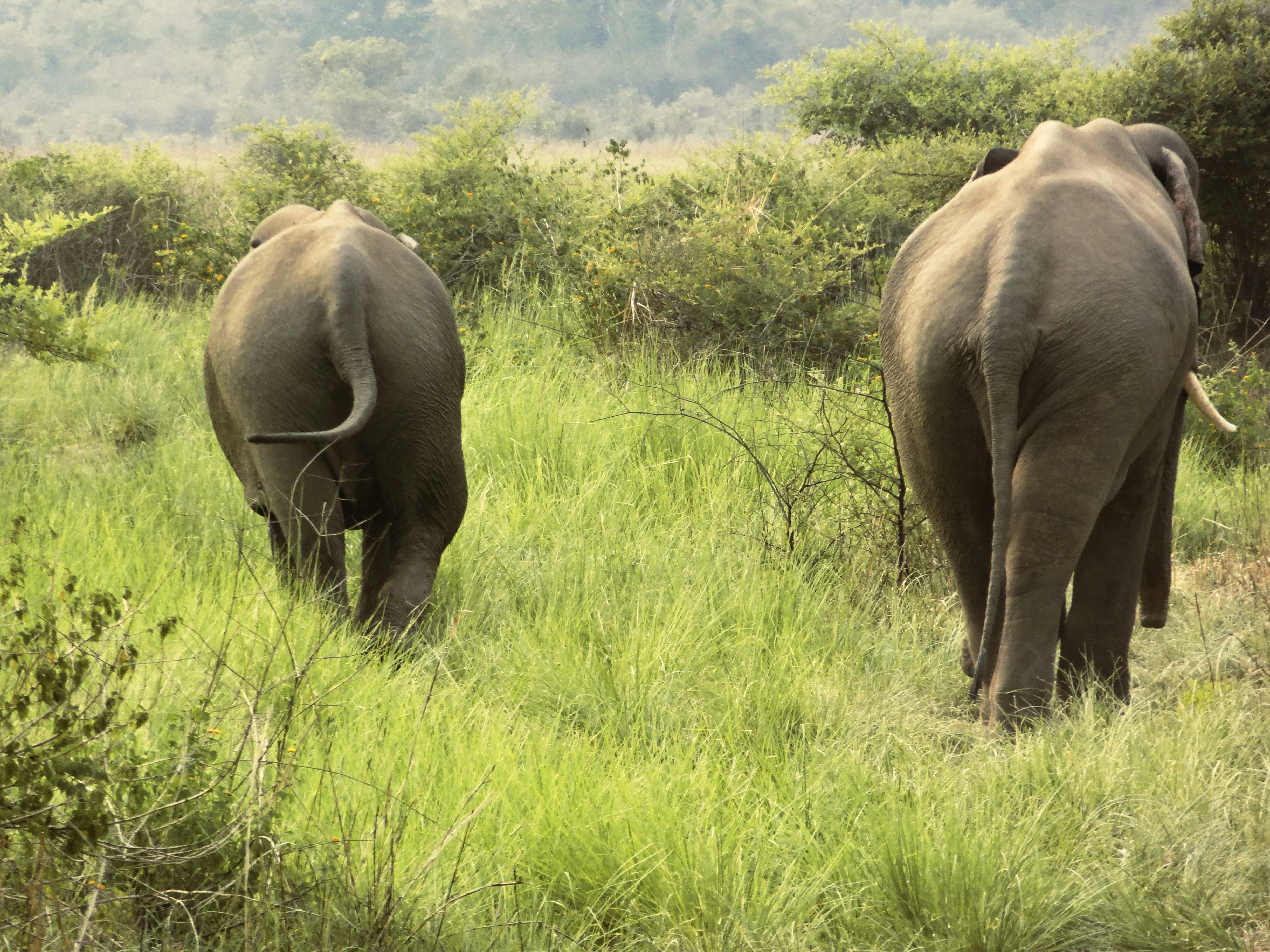 Two elephants walking away through tall green grass in a sunlit savanna