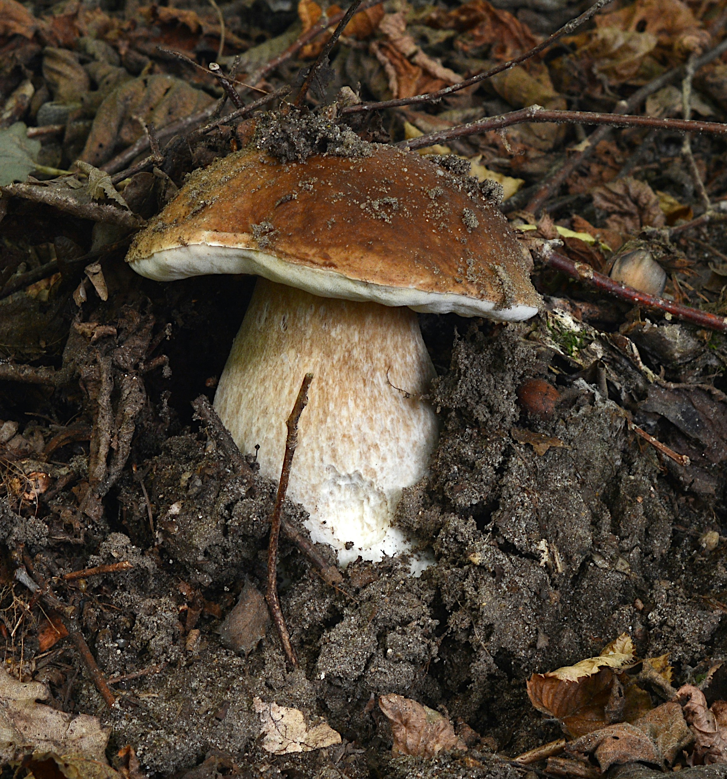 Ein brauner Porcini-Pilz, der aus dunklem Boden auftaucht, umgeben von gefallenen Herbstblättern