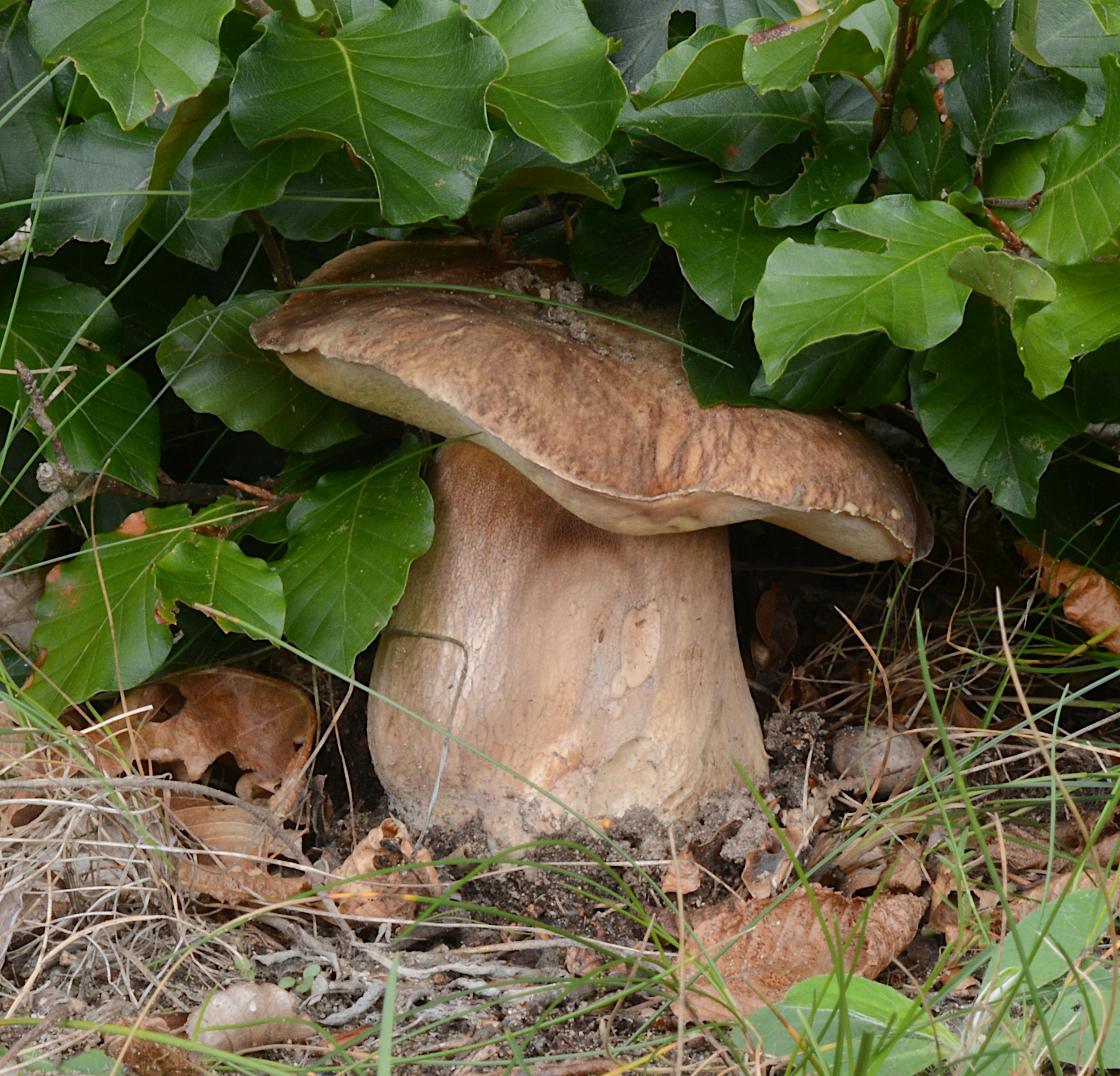 Ein großer Porcini-Pilz, eingebettet zwischen grünen Blättern und Waldbodentrümmern