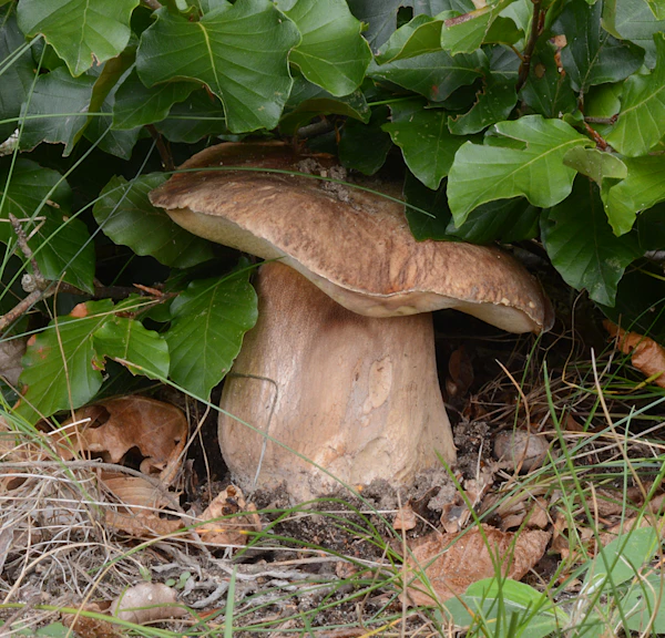 Porcino nel bosco