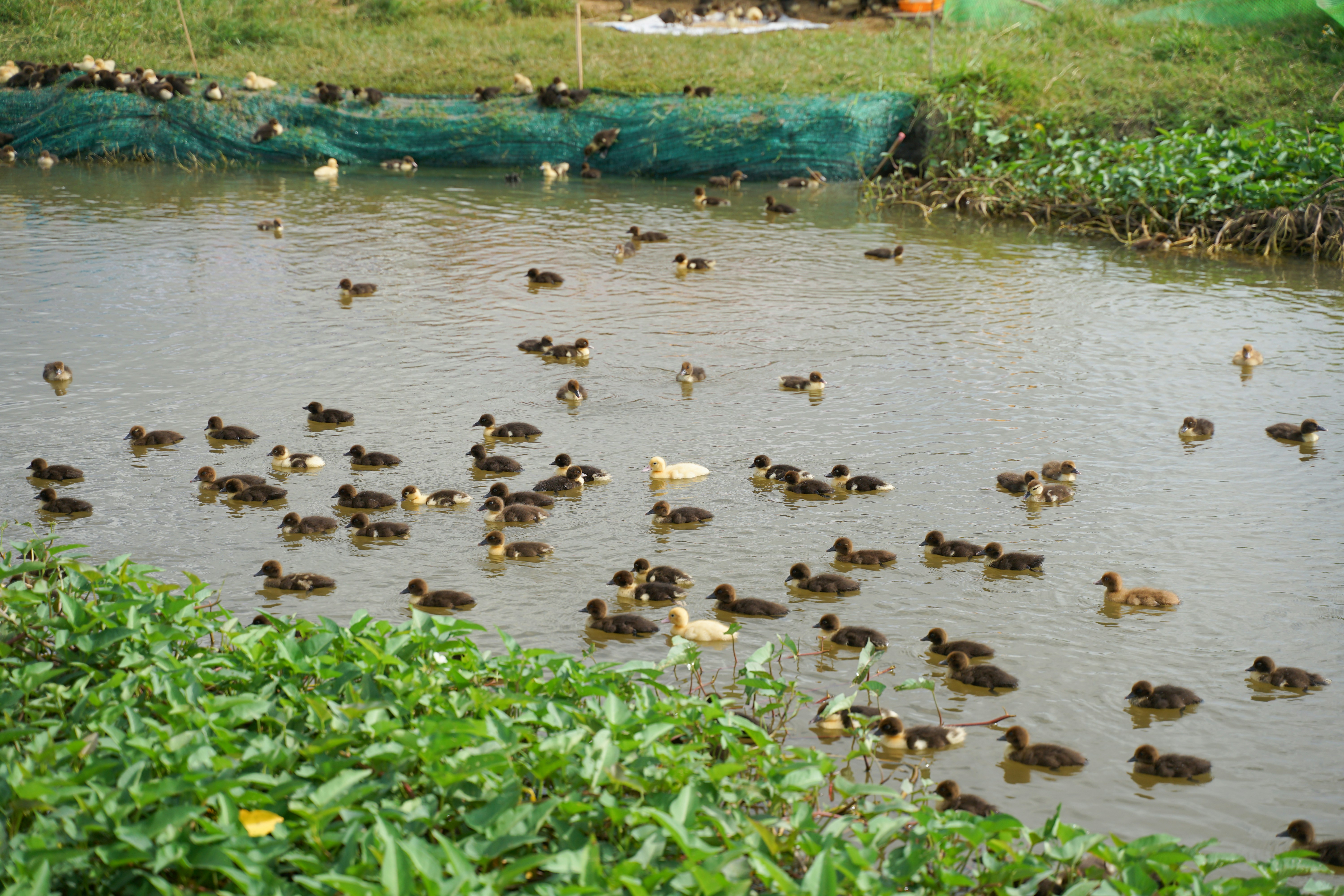 Flock of ducklings swimming in pond - Free Photo on Unsplash