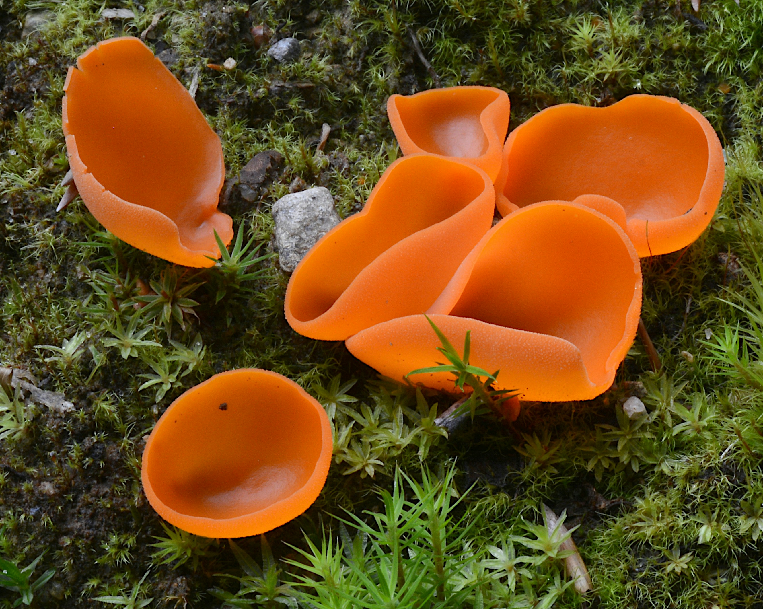 Leuchtend orangefarbene Becherpilze, die zwischen grünem Moos auf dem Waldboden wachsen