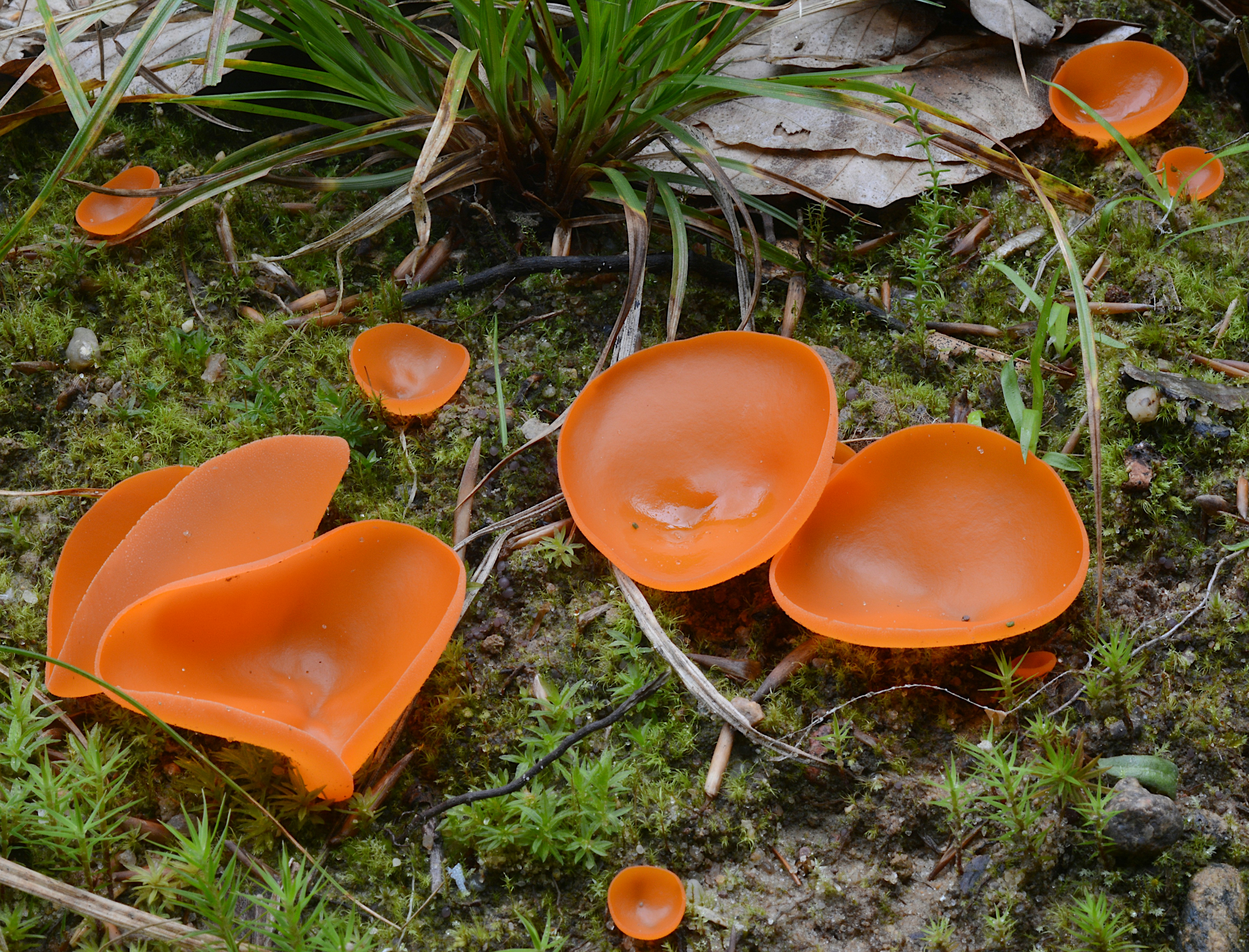 Leuchtend orangefarbene Becherpilze, die auf moosbedecktem Waldboden zwischen grünem Gras und gefallenen Blättern wachsen