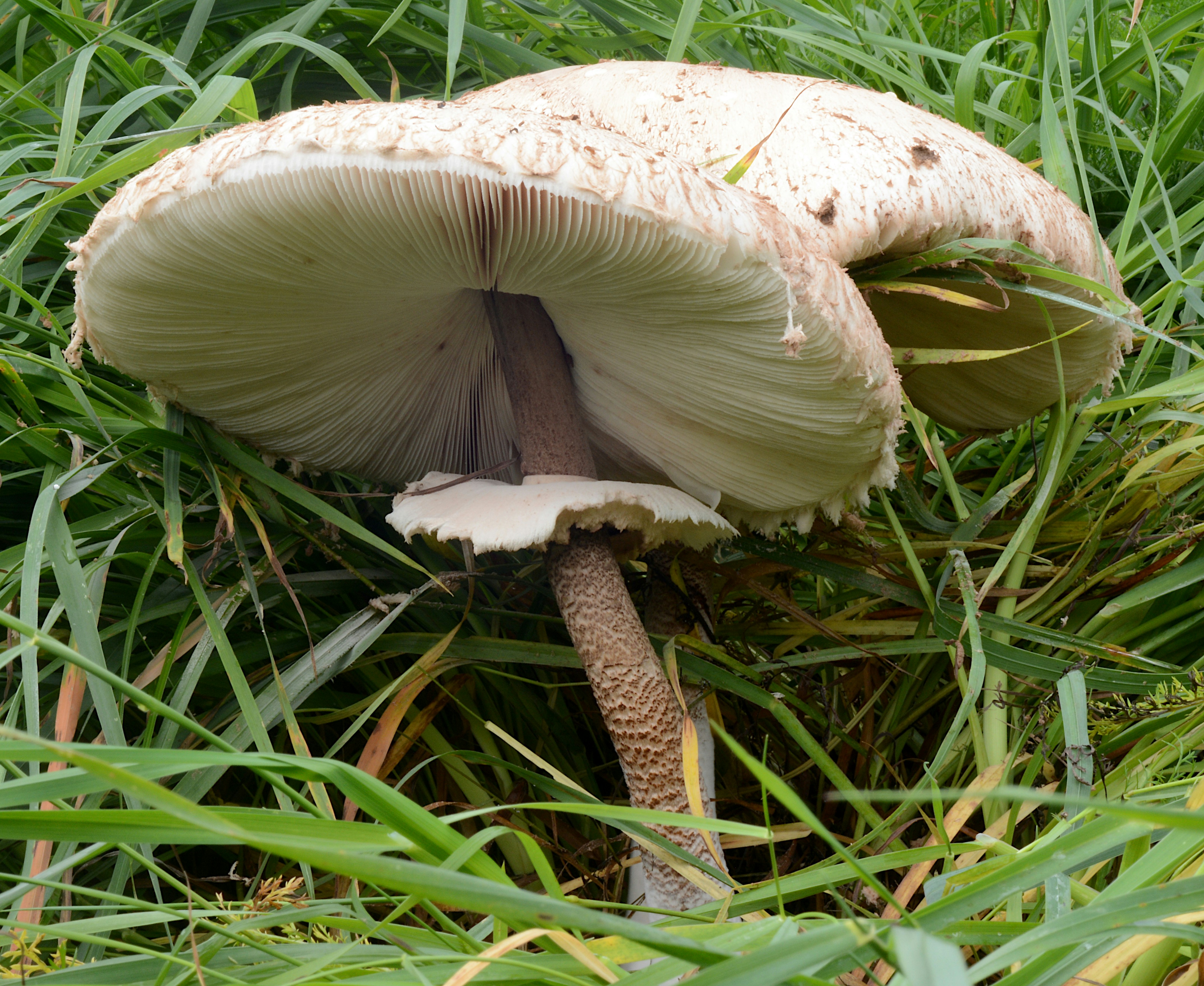 Ein großer Sonnenschirmpilz mit schuppigem braunem Stängel, der in hohem grünem Gras wächst