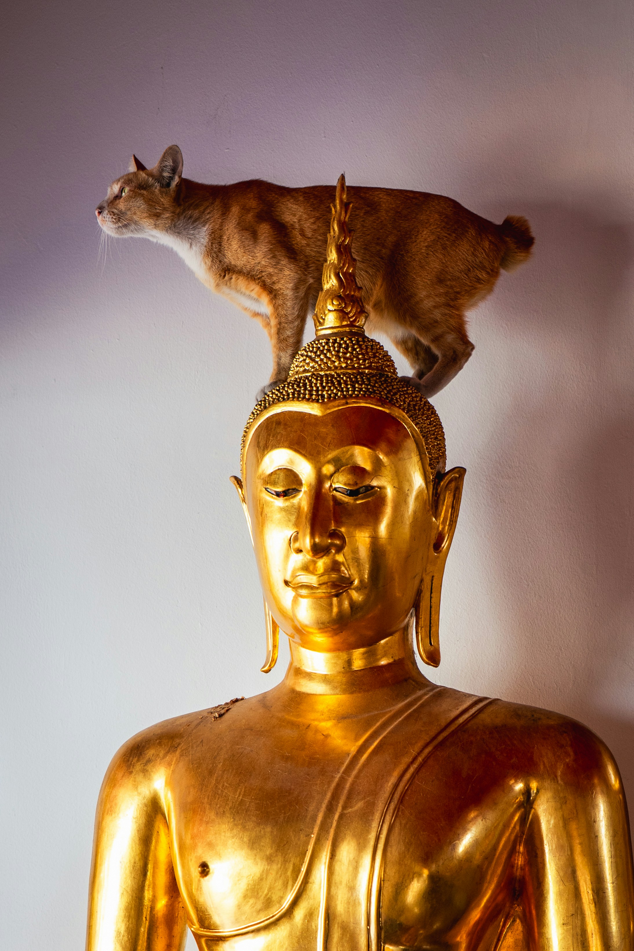 Un chat roux debout sur la tête d’une statue dorée de Bouddha à Bangkok