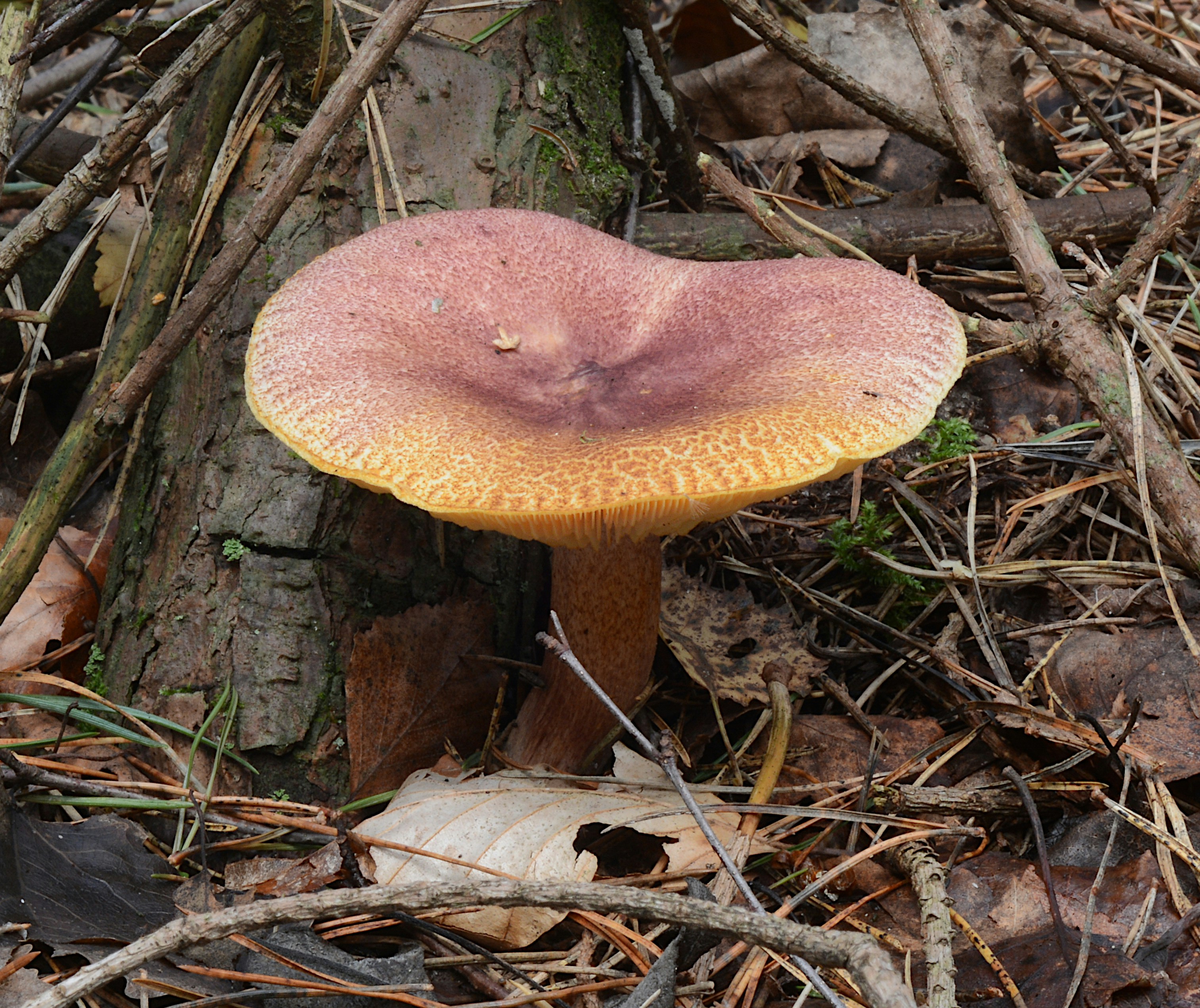 Ein Pilz mit einer breiten, gesprenkelten, rötlich-braunen Kappe, die aus dem Waldboden zwischen gefallenen Blättern wächst