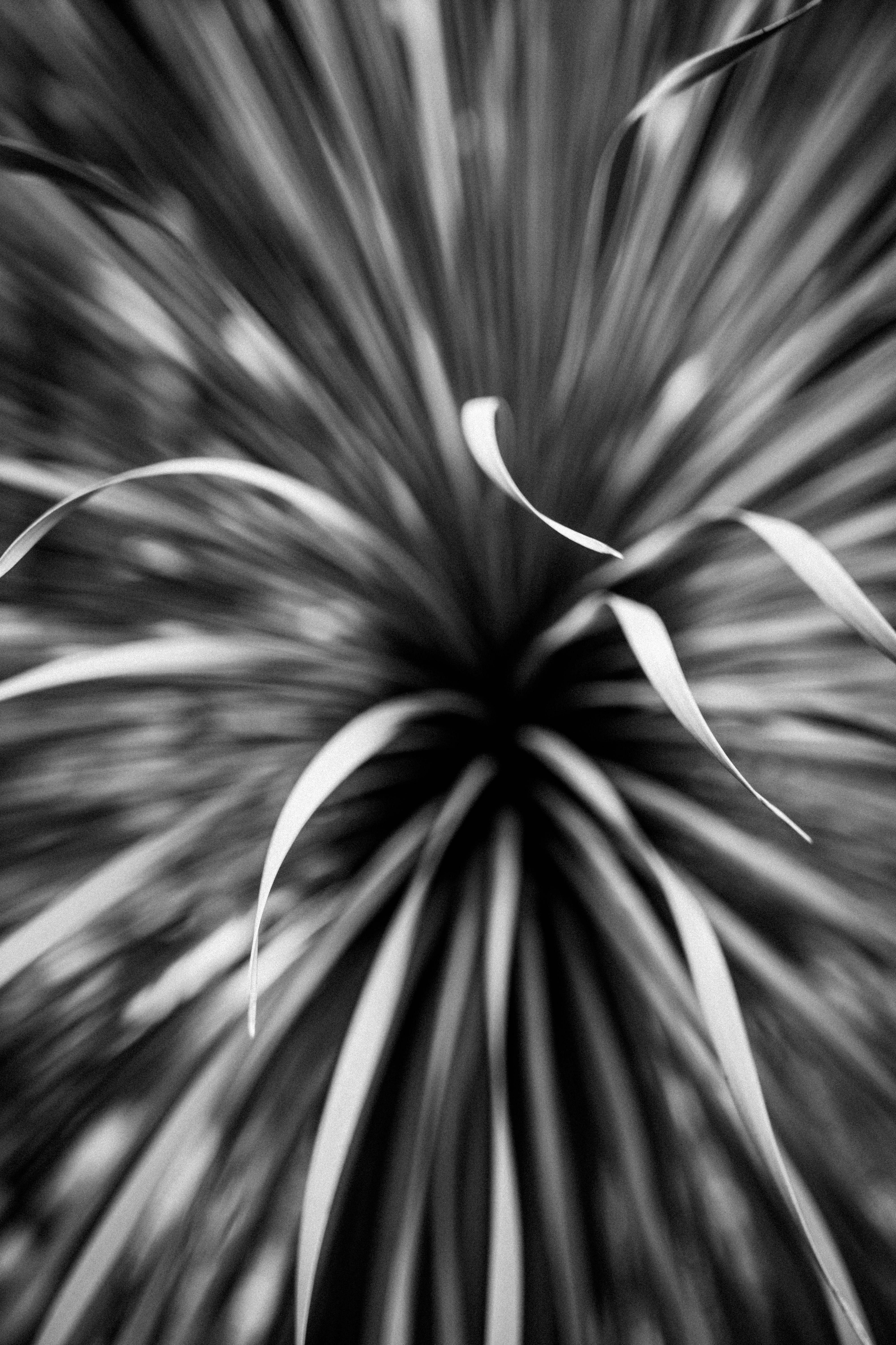 Un gros plan noir et blanc de longues feuilles fines rayonnant d’un point central