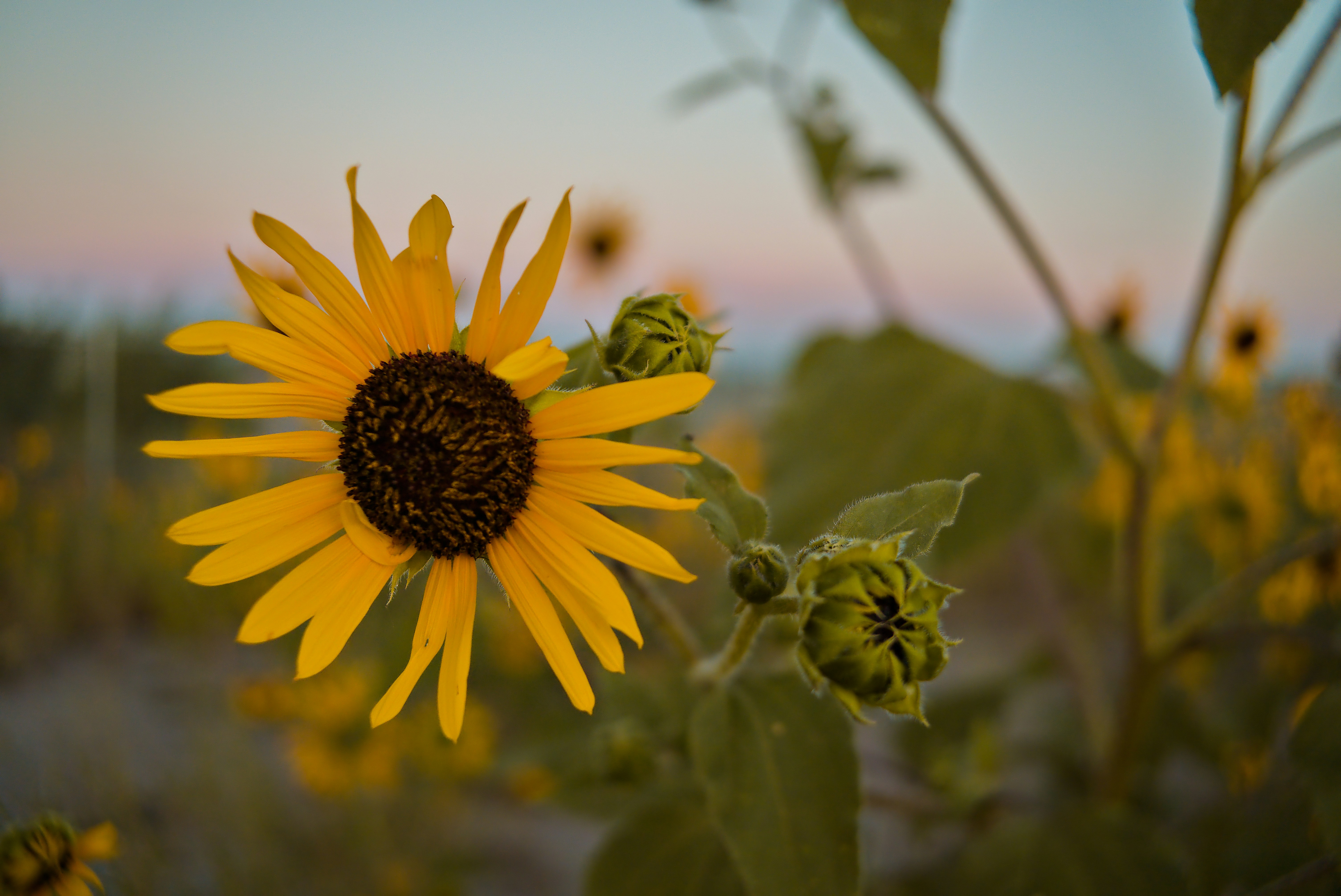 A bright yellow sunflower in bloom with green buds against a soft evening sky