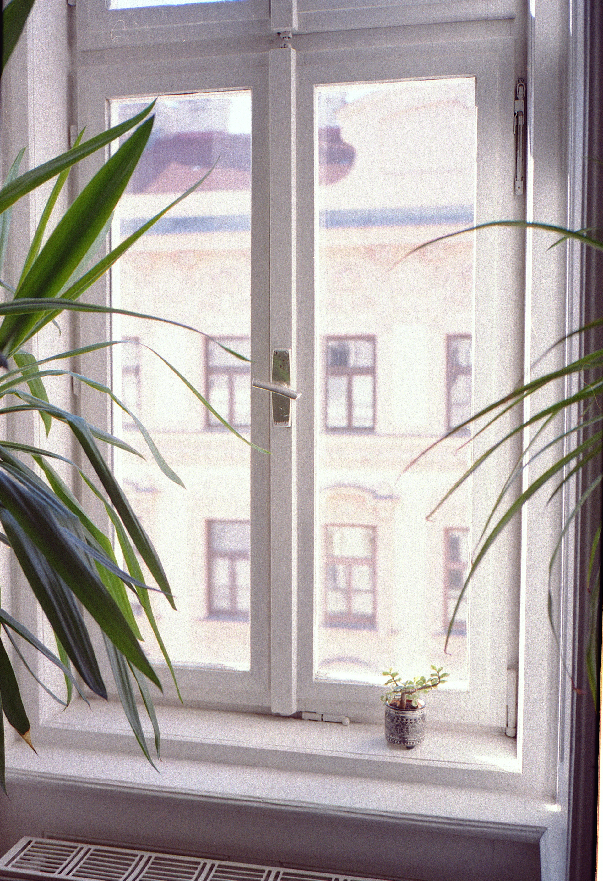A white window frame with a small potted succulent on the sill and large houseplants flanking the view