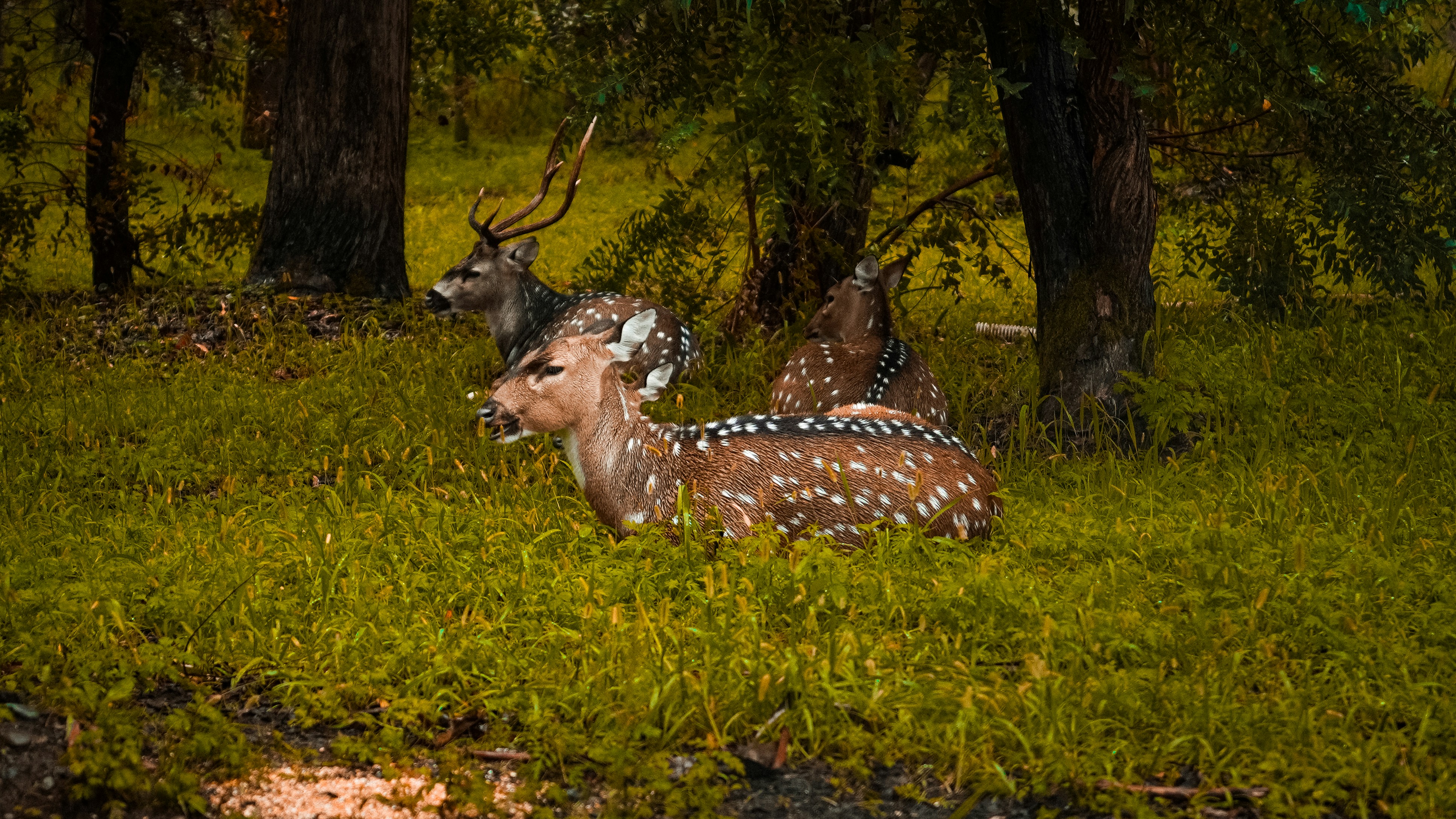 Three spotted deer resting in the tall green grass beneath dark forest trees