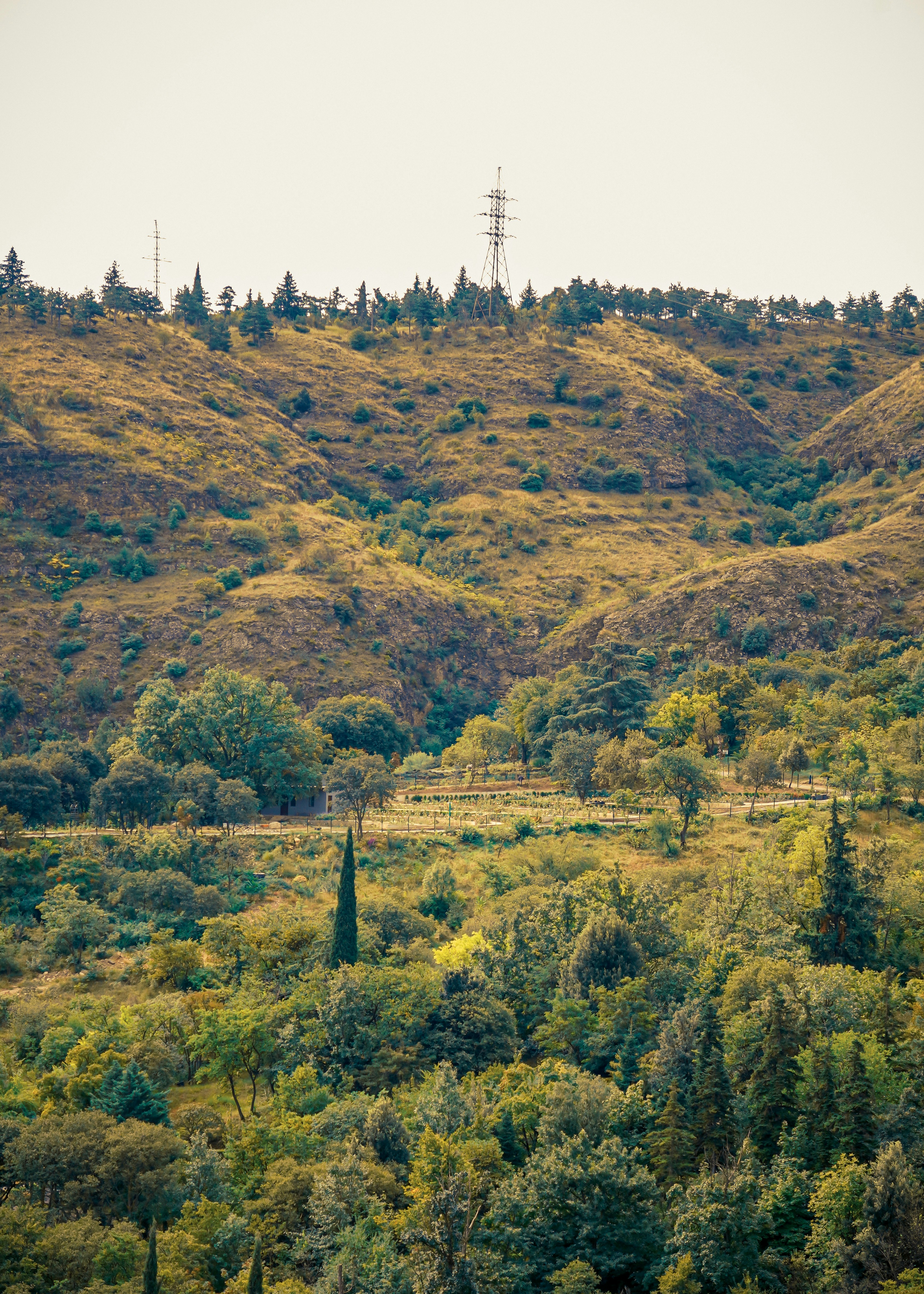 A lush green hillside with scattered trees and a tall electrical transmission tower at the summit