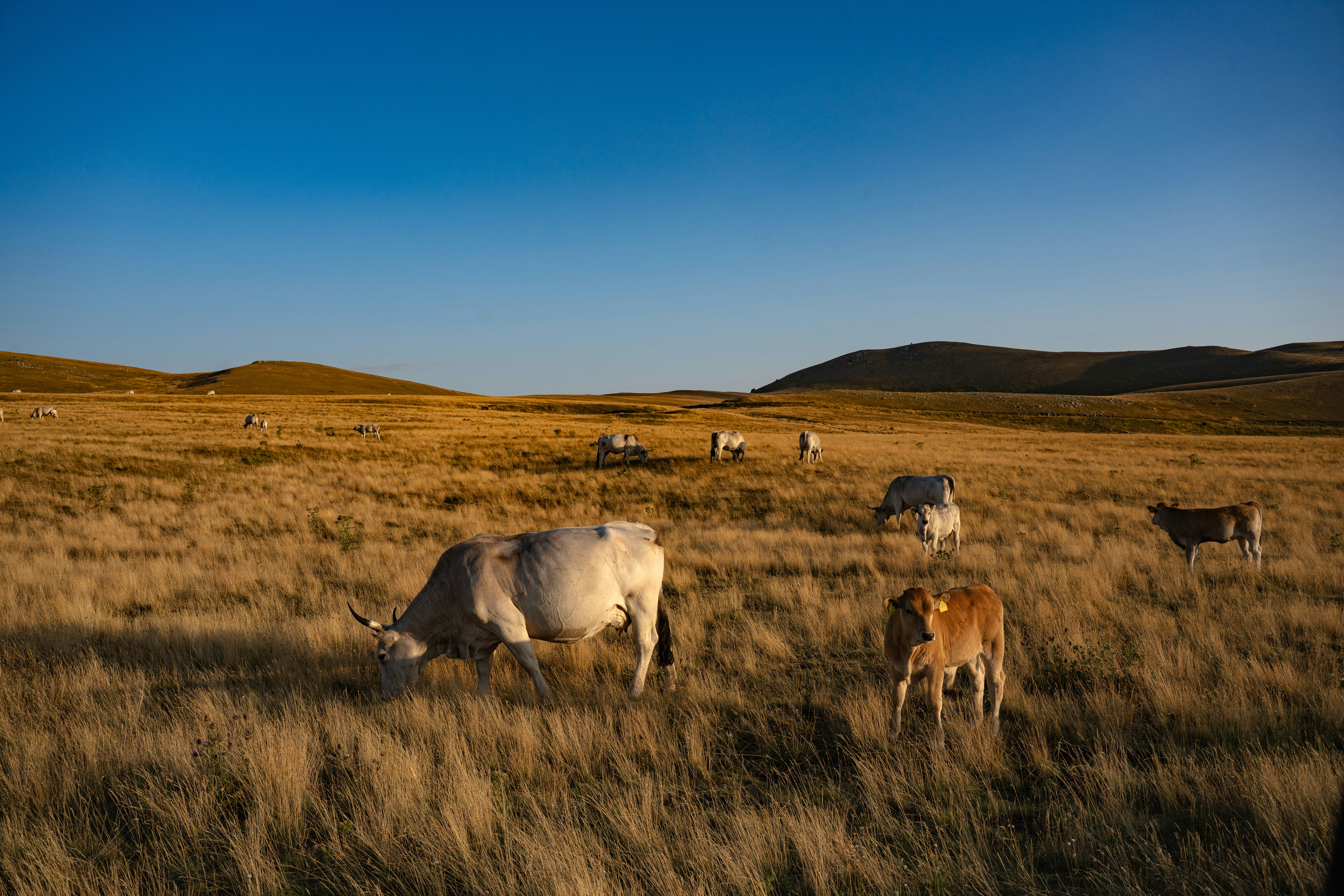 Ganado pastando en Golden Meadow - Foto gratuita en Unsplash