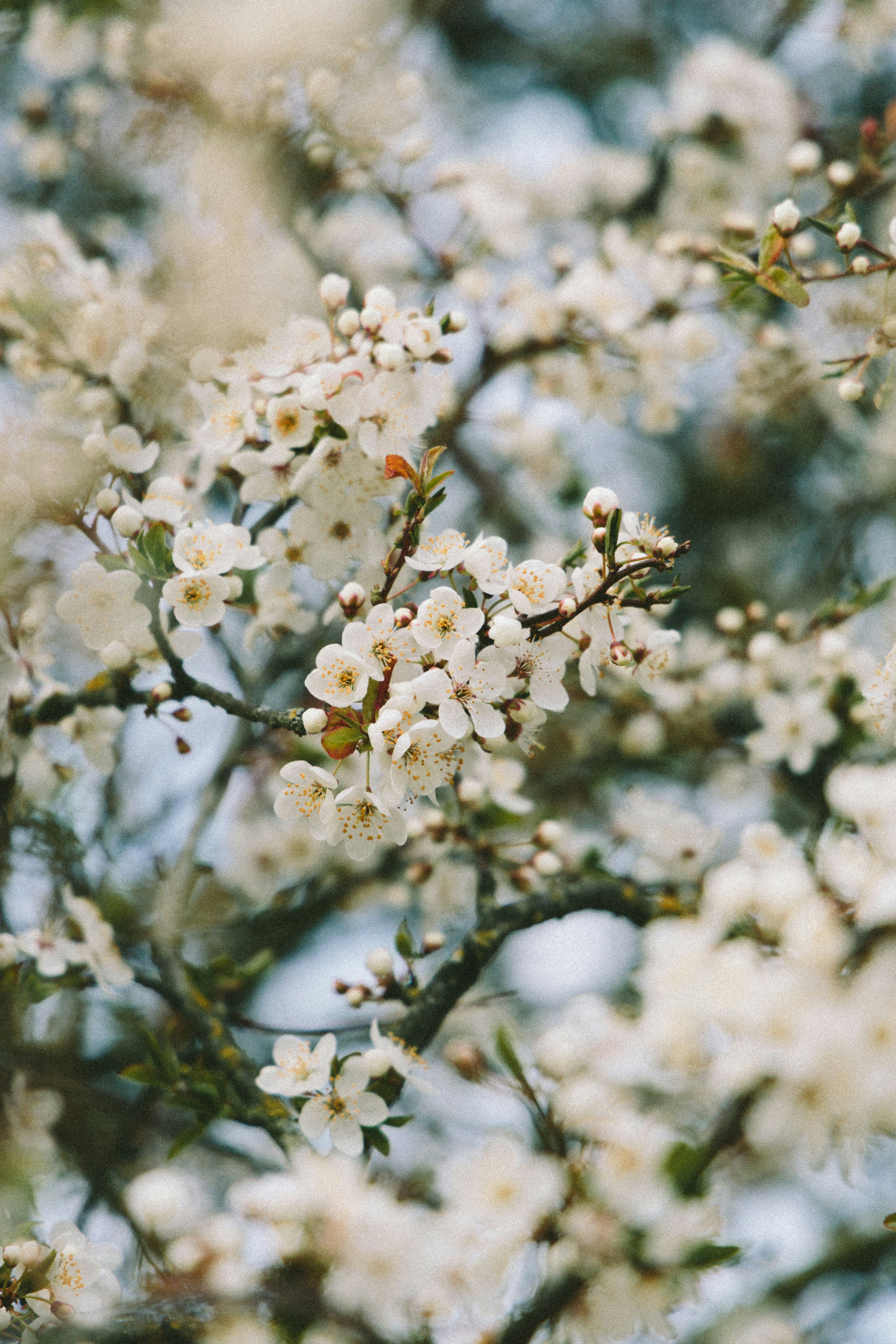 White cherry blossoms blooming on branches in early spring