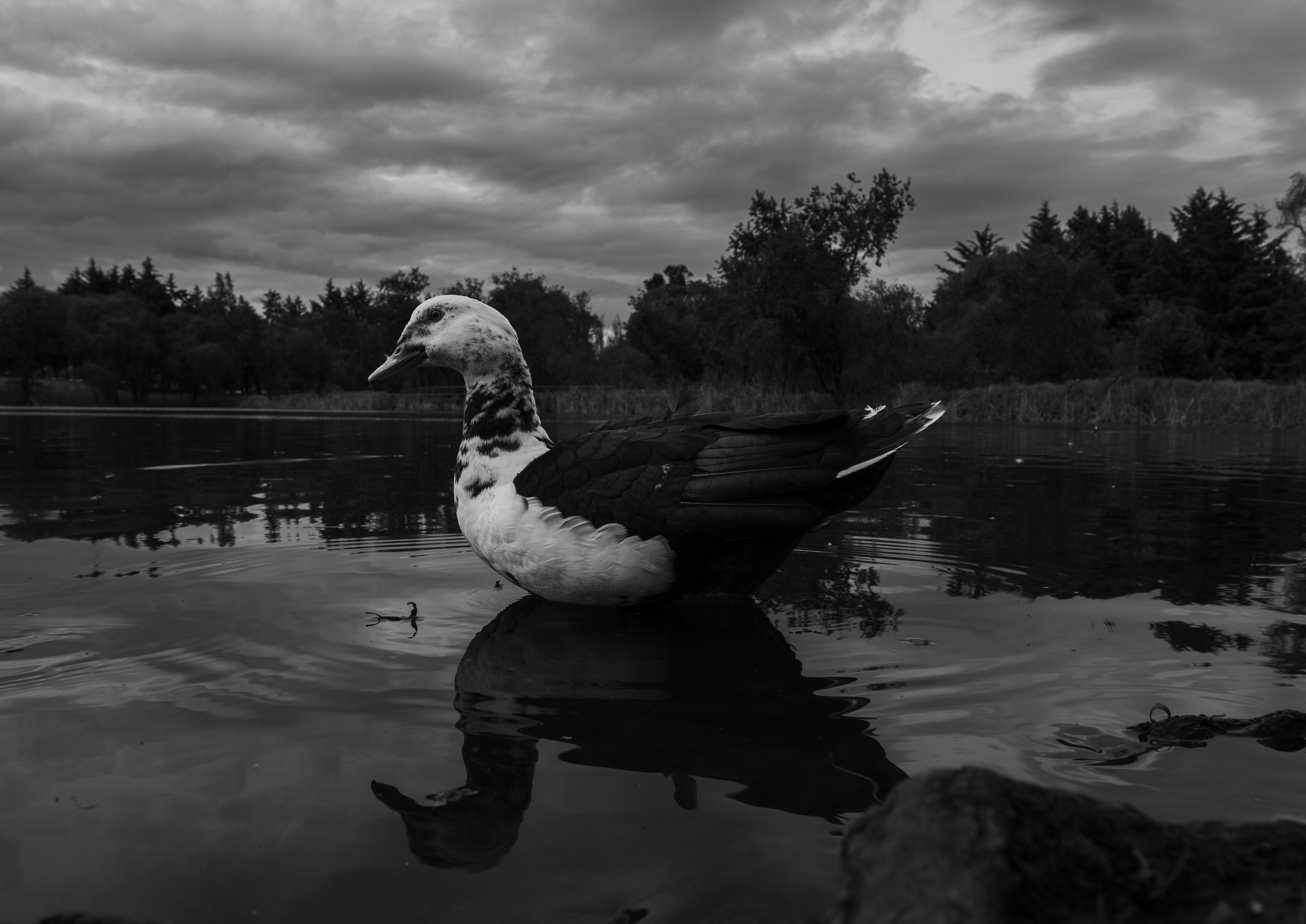 A black and white photograph of a duck swimming in a calm lake under a cloudy sky