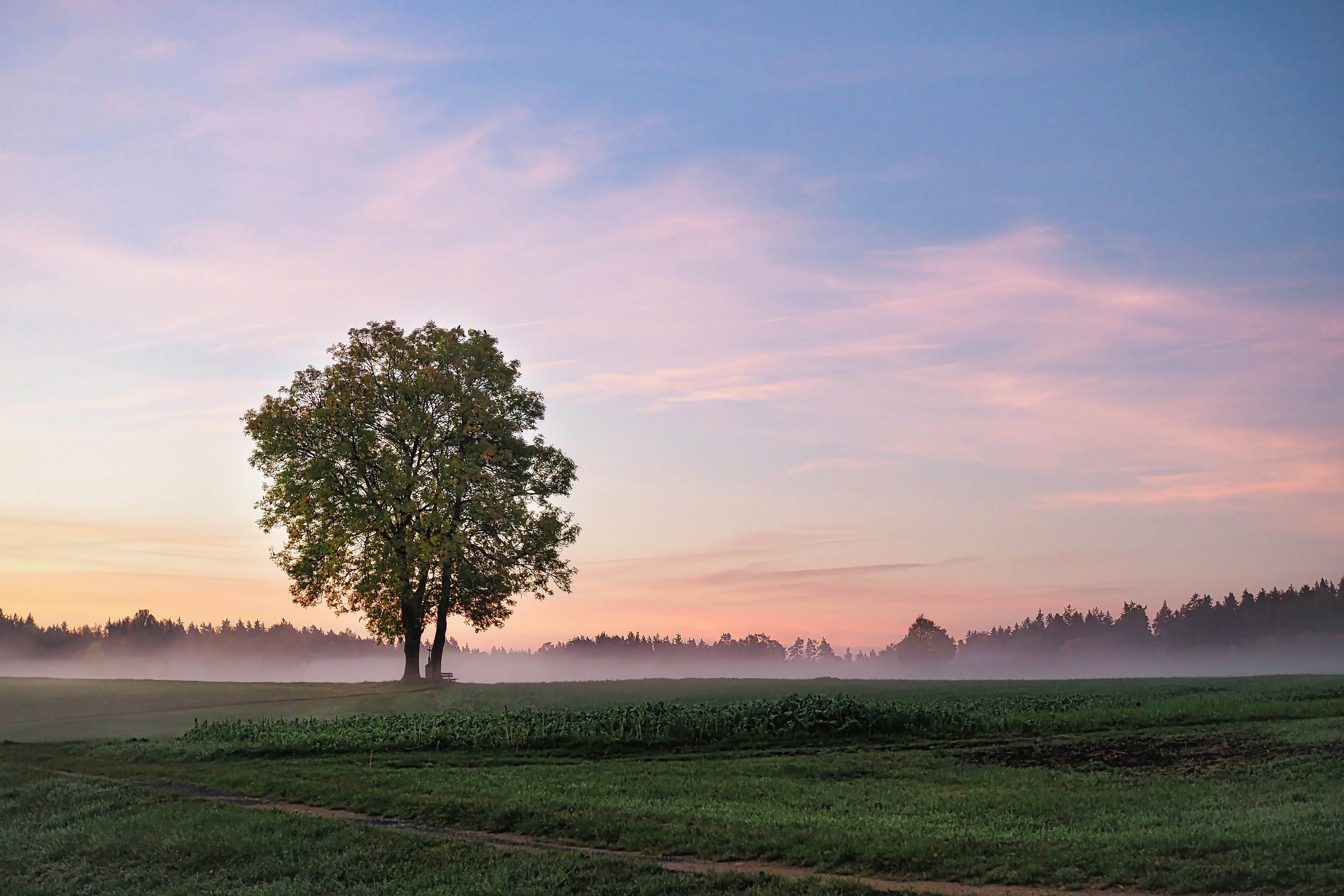 Lone tree in misty field - Free Photo on Unsplash