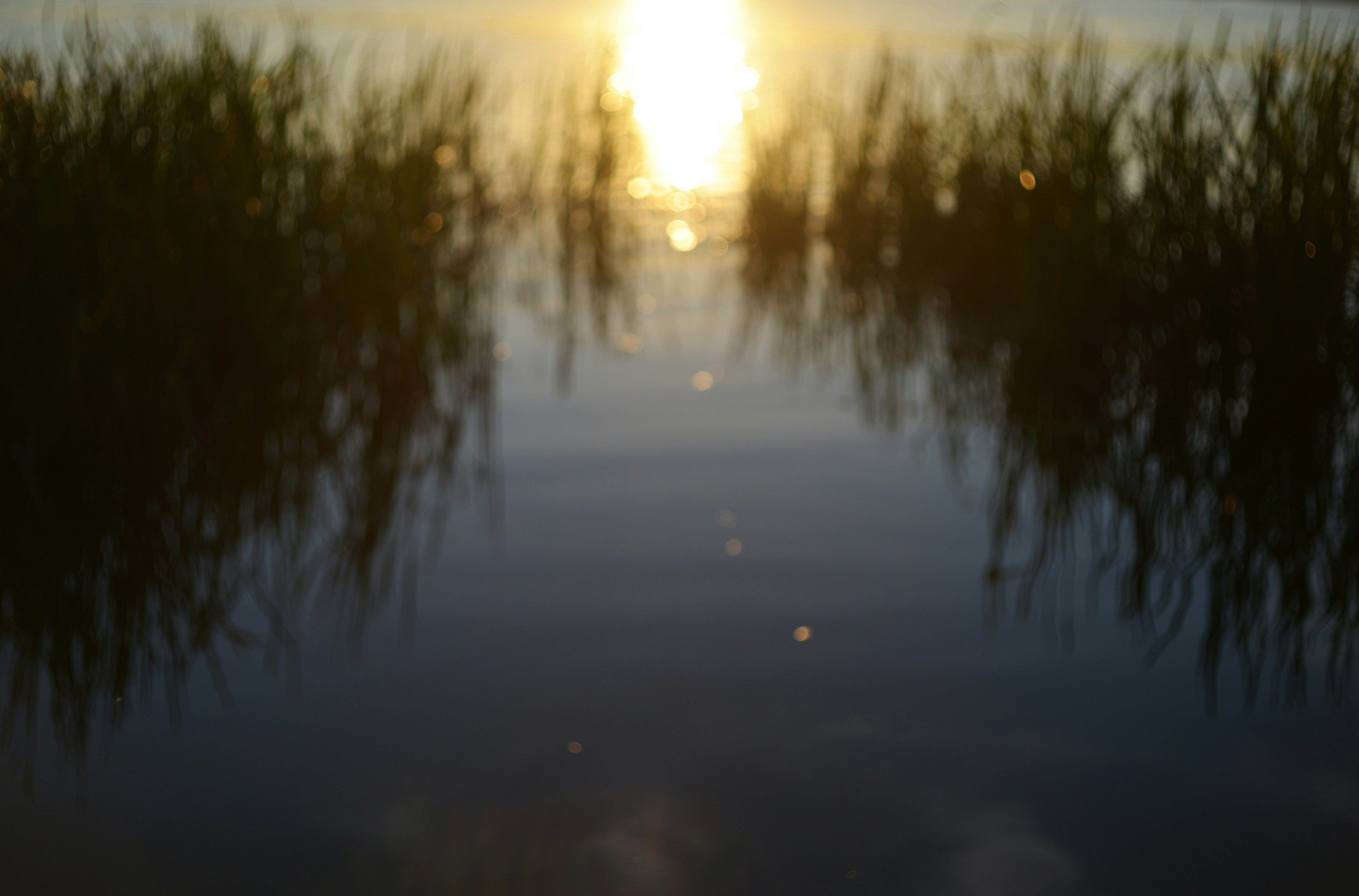 Soleil bas se reflétant sur l’eau calme entre les silhouettes des hautes herbes des marais