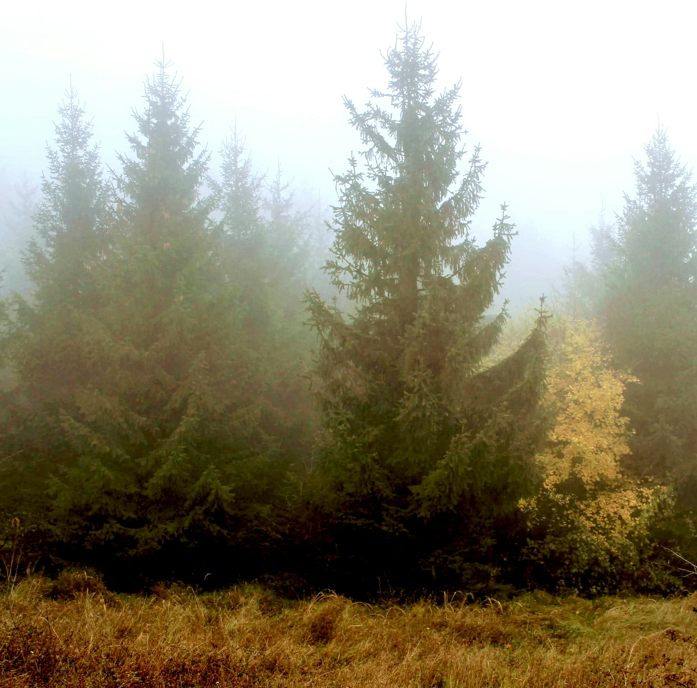 Tall evergreen trees in a dense forest shrouded in thick morning fog