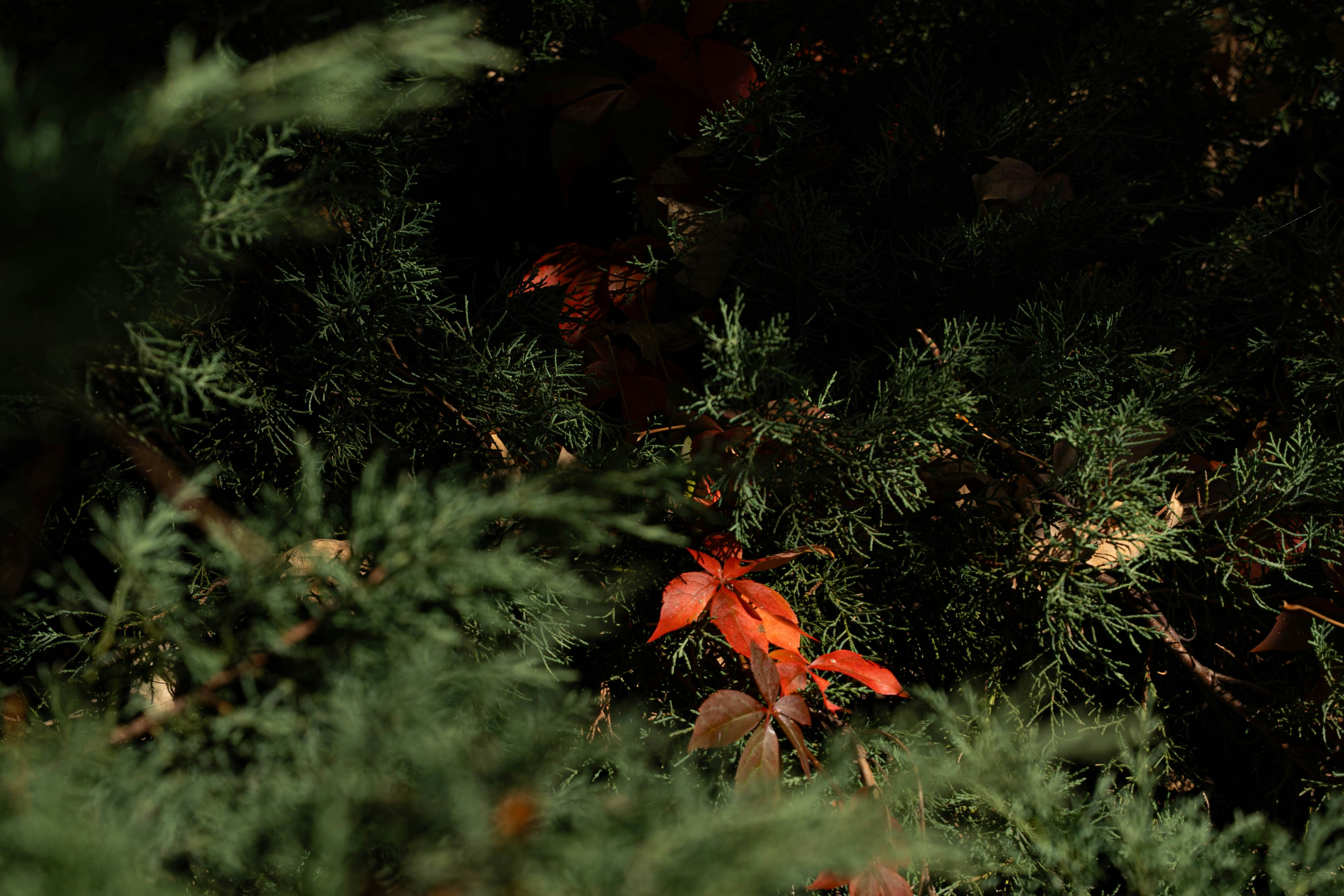 Orange autumn leaves in evergreen tree - Free Photo on Unsplash