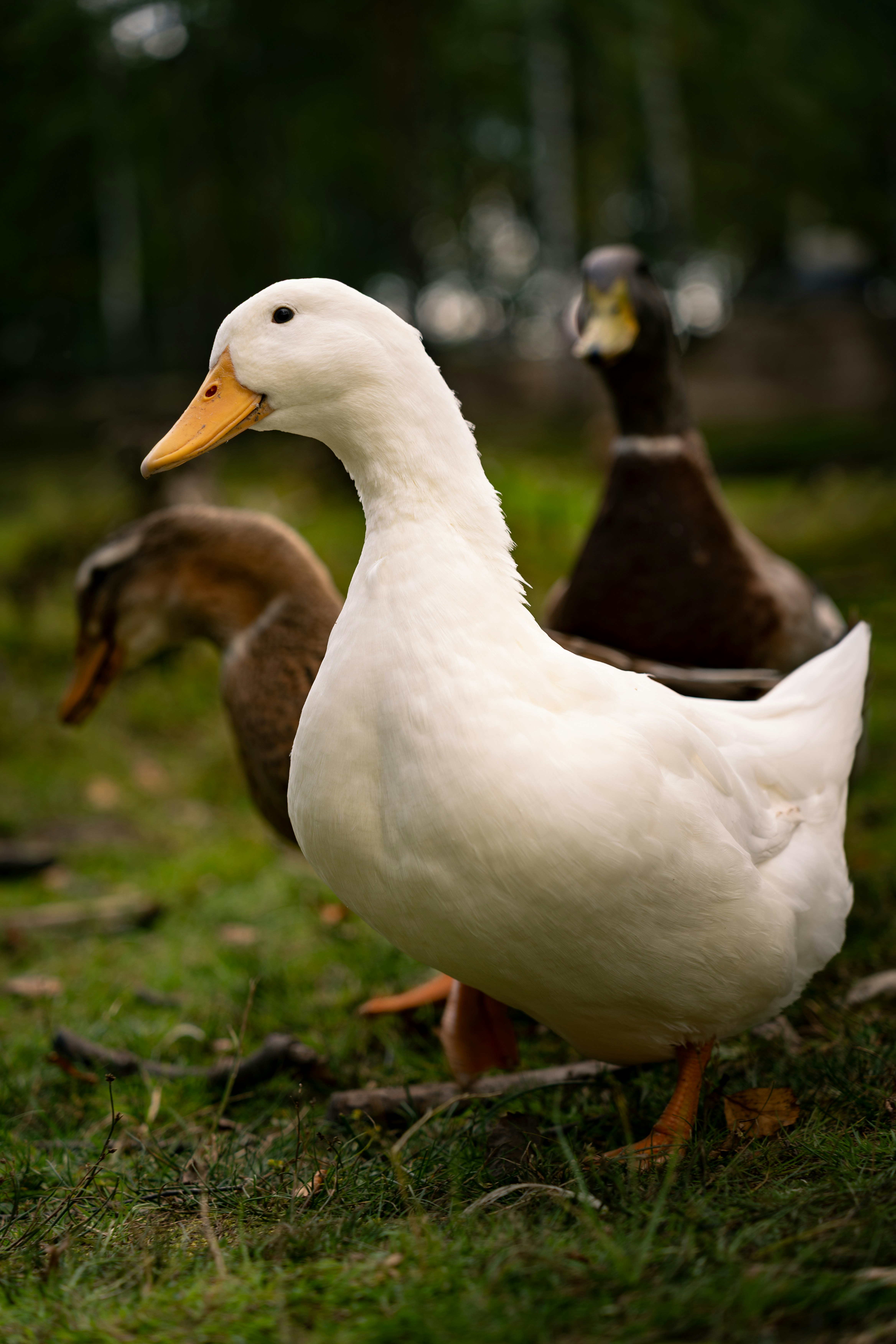 White duck in grassy field - Free Photo on Unsplash