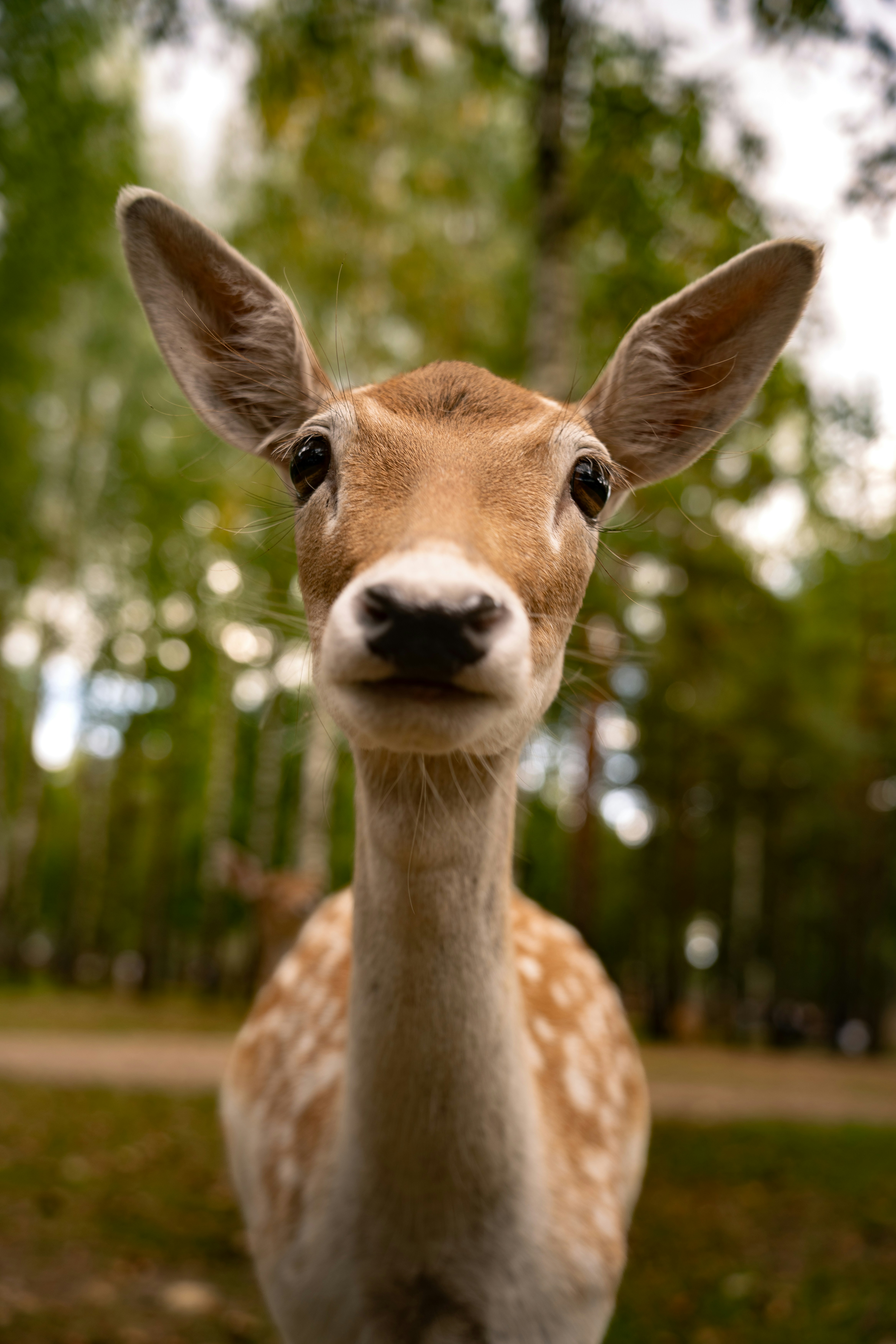 Fallow deer in forest - Free Photo on Unsplash