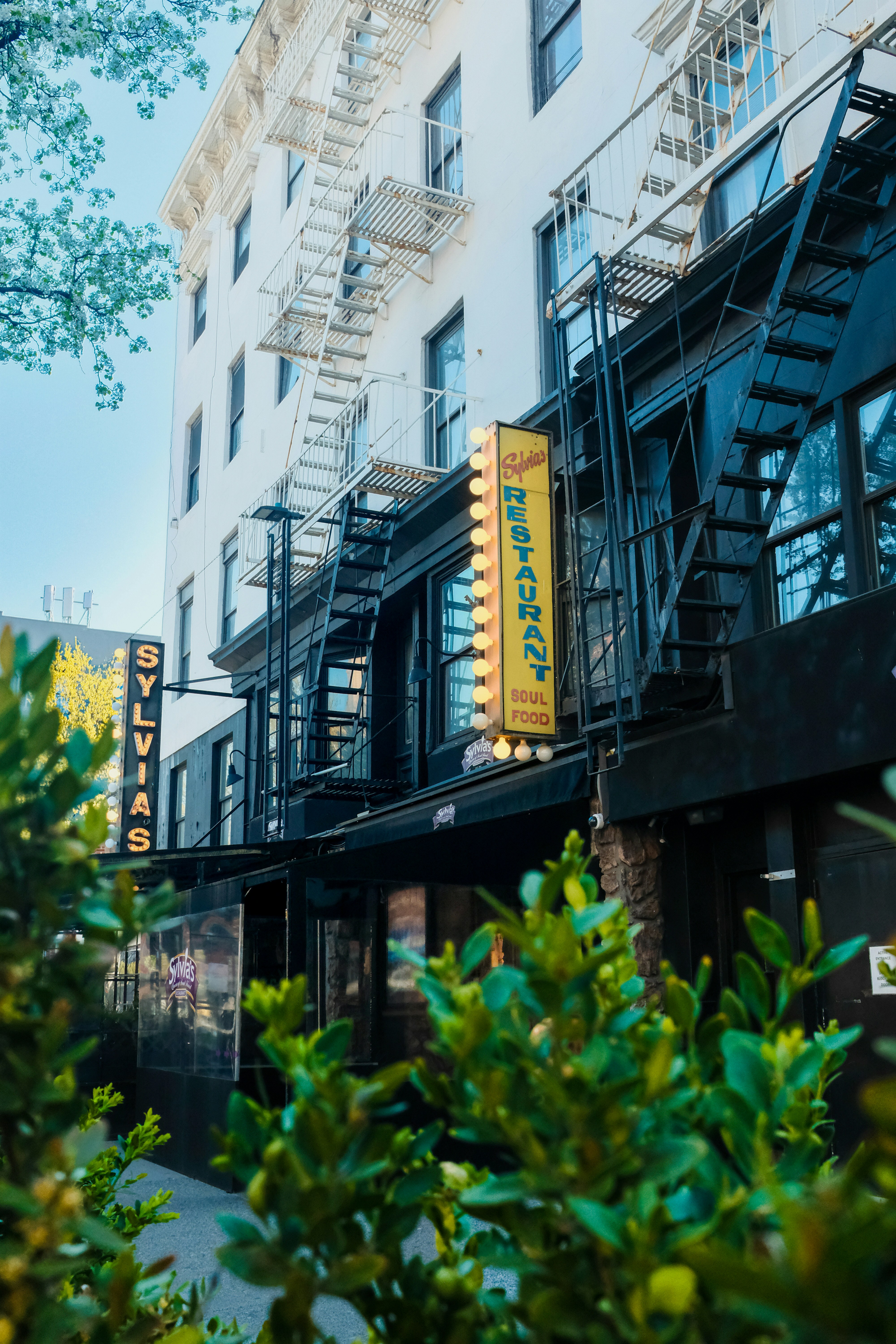 Sylvia's Restaurant with glowing signage - Free Photo on Unsplash