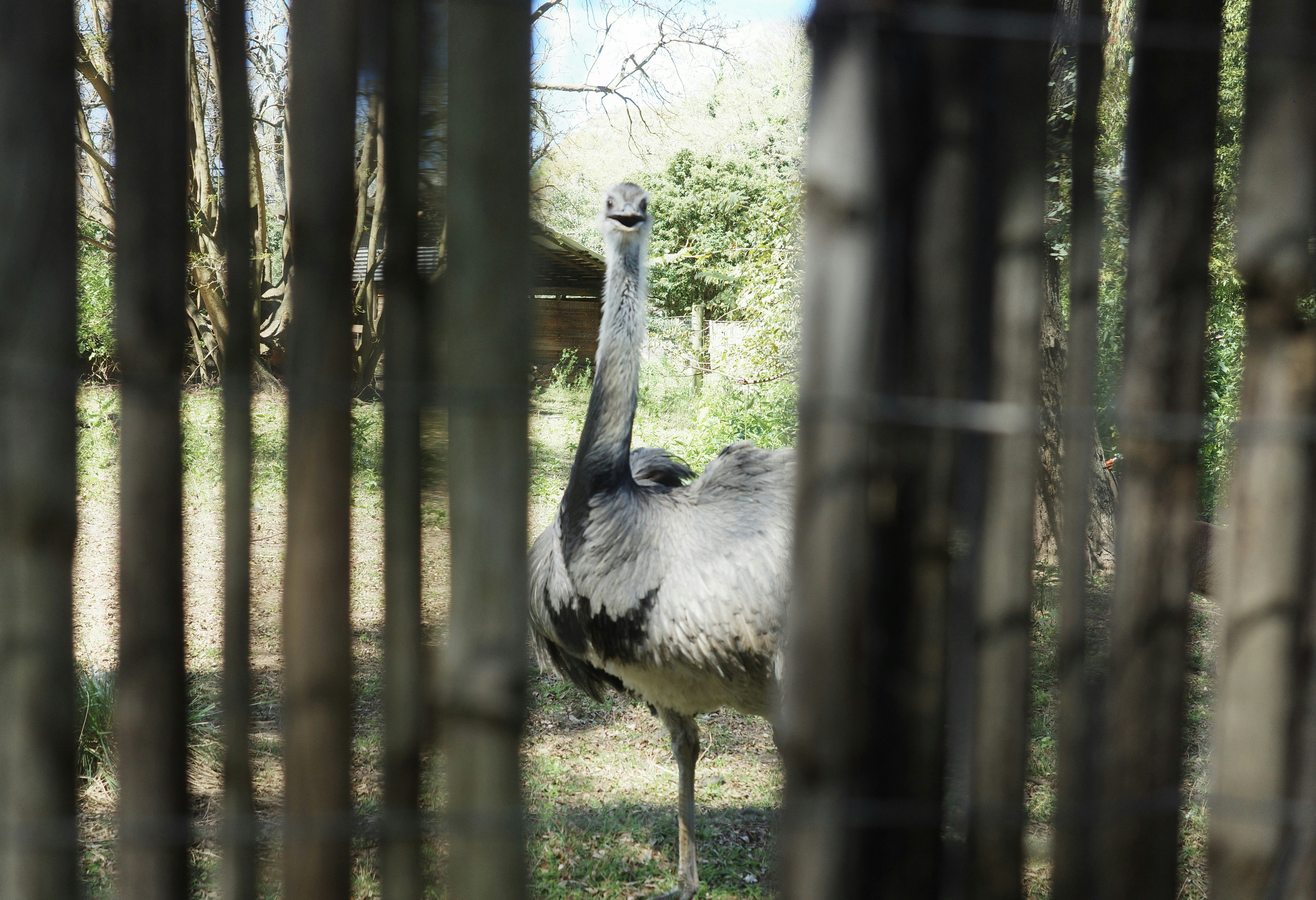 A rhea seen through a wooden fence in a sunlit outdoor enclosure
