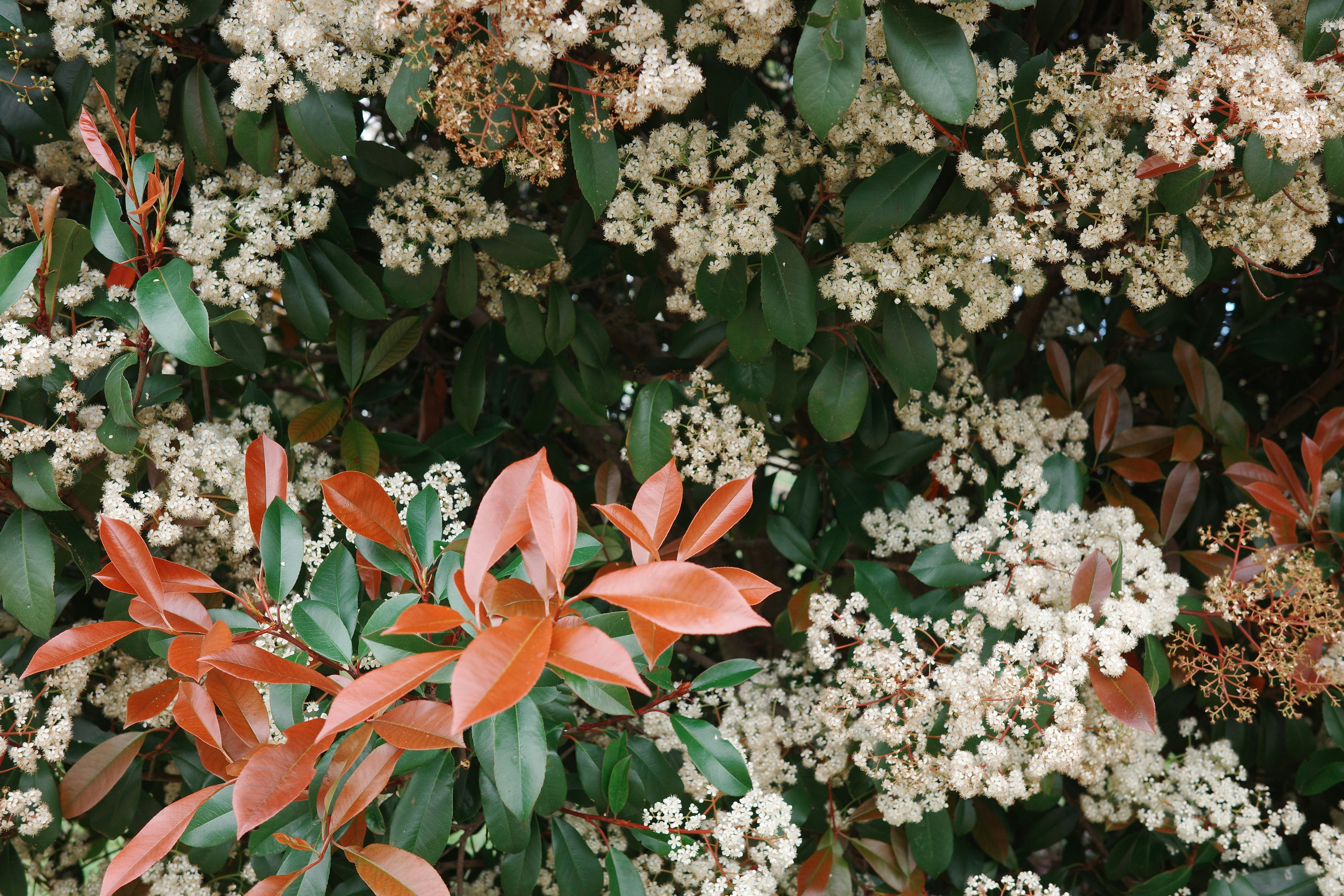 Clusters of small white flowers and glossy green and copper leaves on a dense shrub