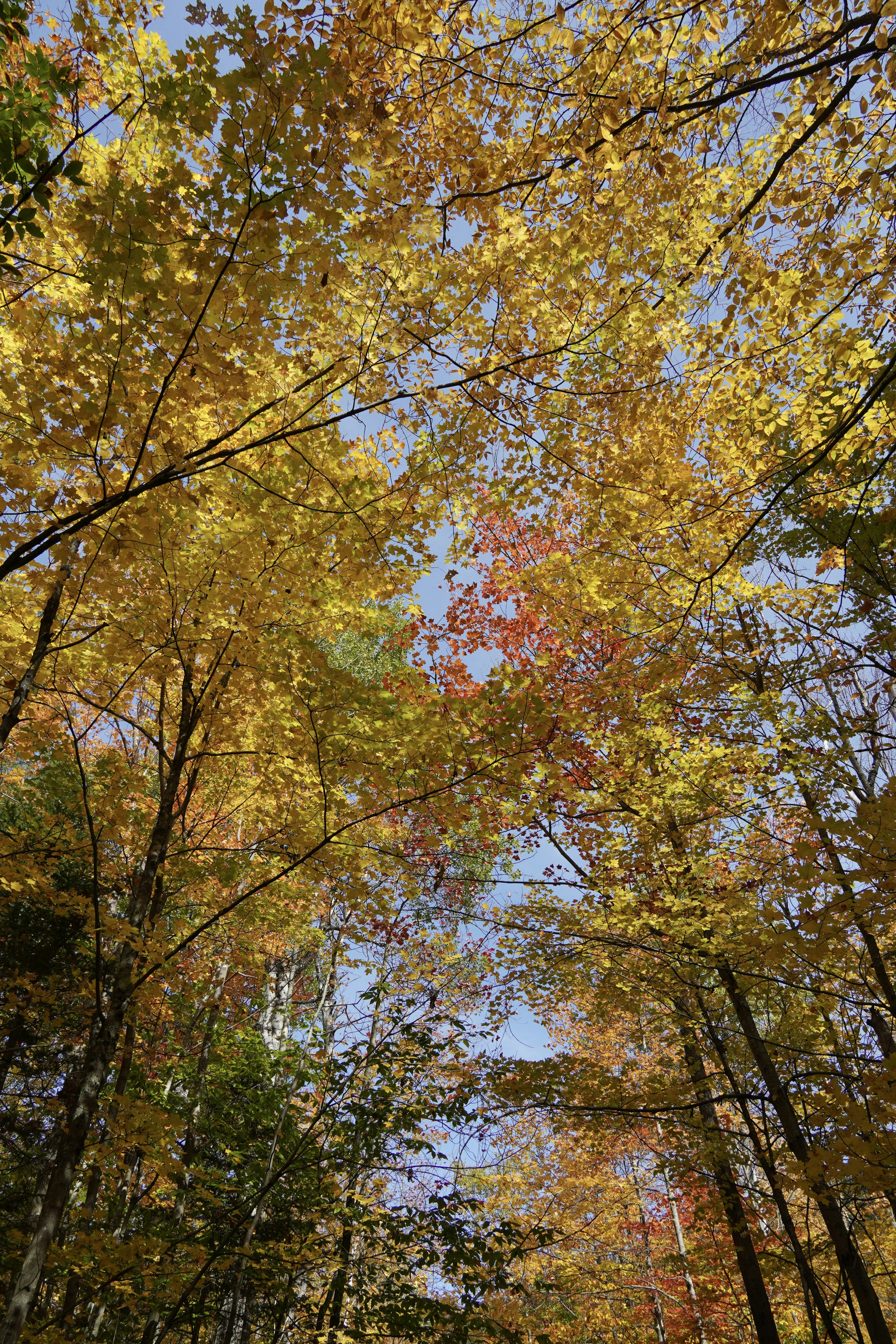 Looking up at a canopy of vibrant yellow and orange autumn leaves against a clear blue sky