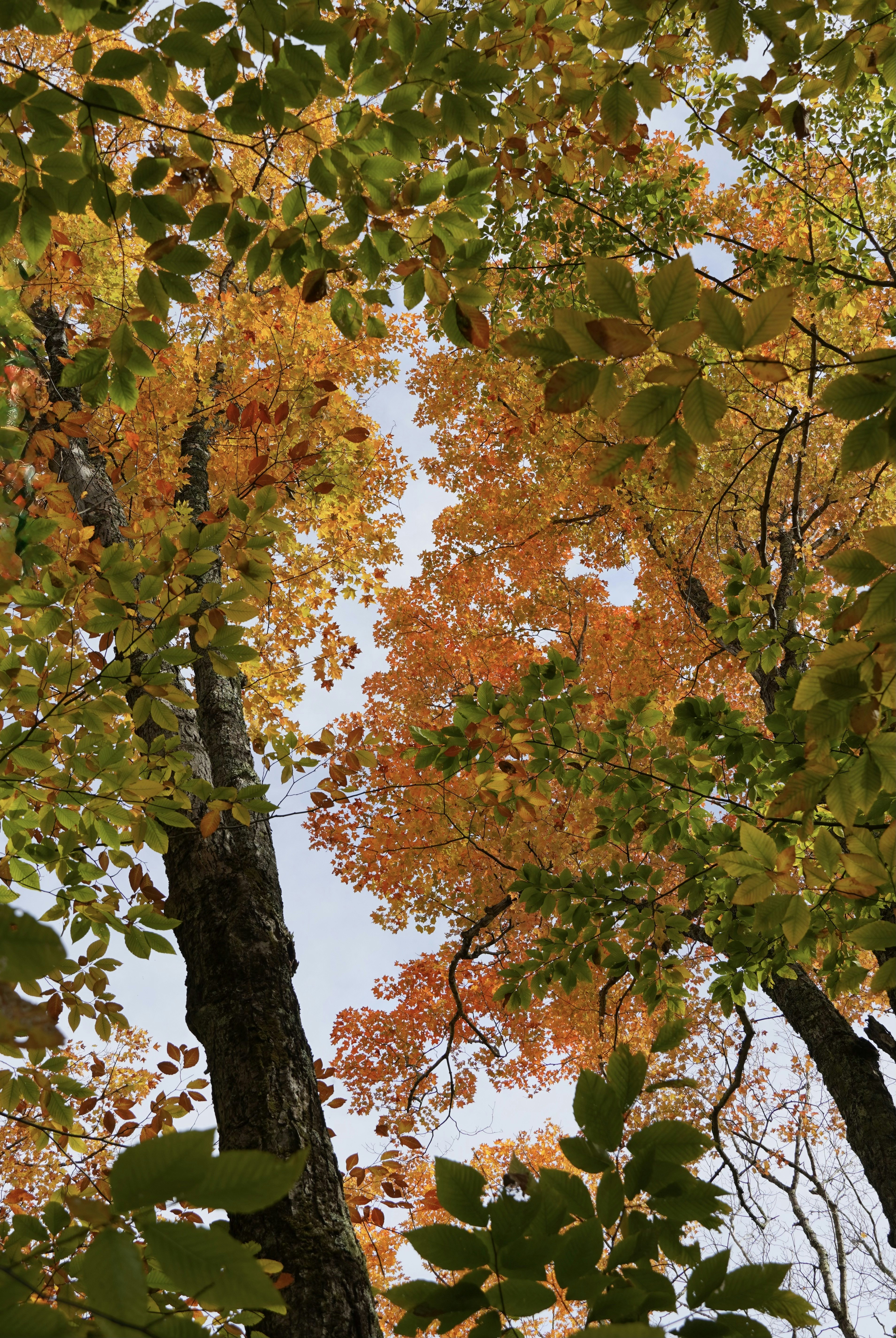 Looking up at tall trees with vibrant orange and green autumn leaves against a pale sky
