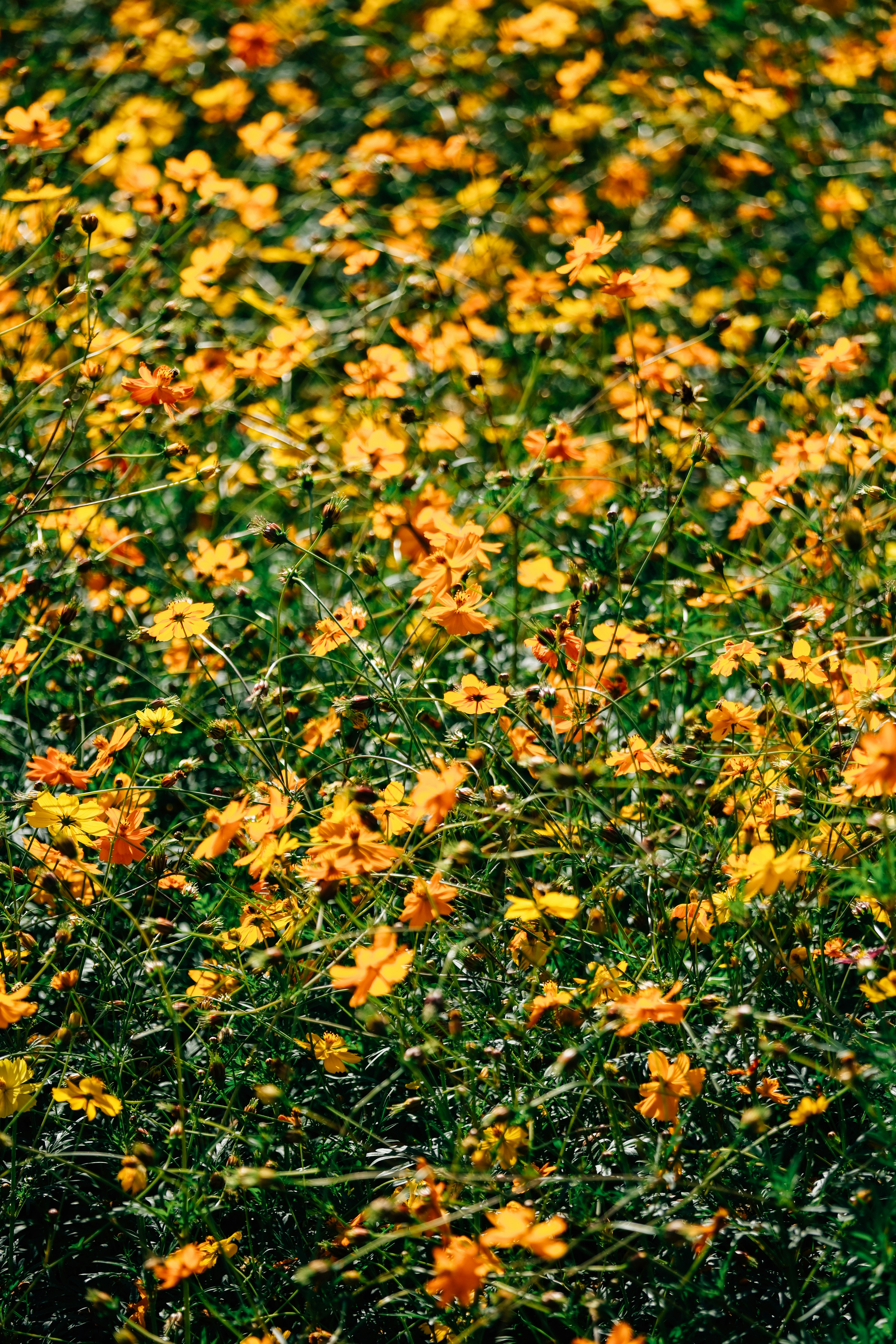 A field of vibrant yellow and orange cosmos flowers blooming in bright sunlight