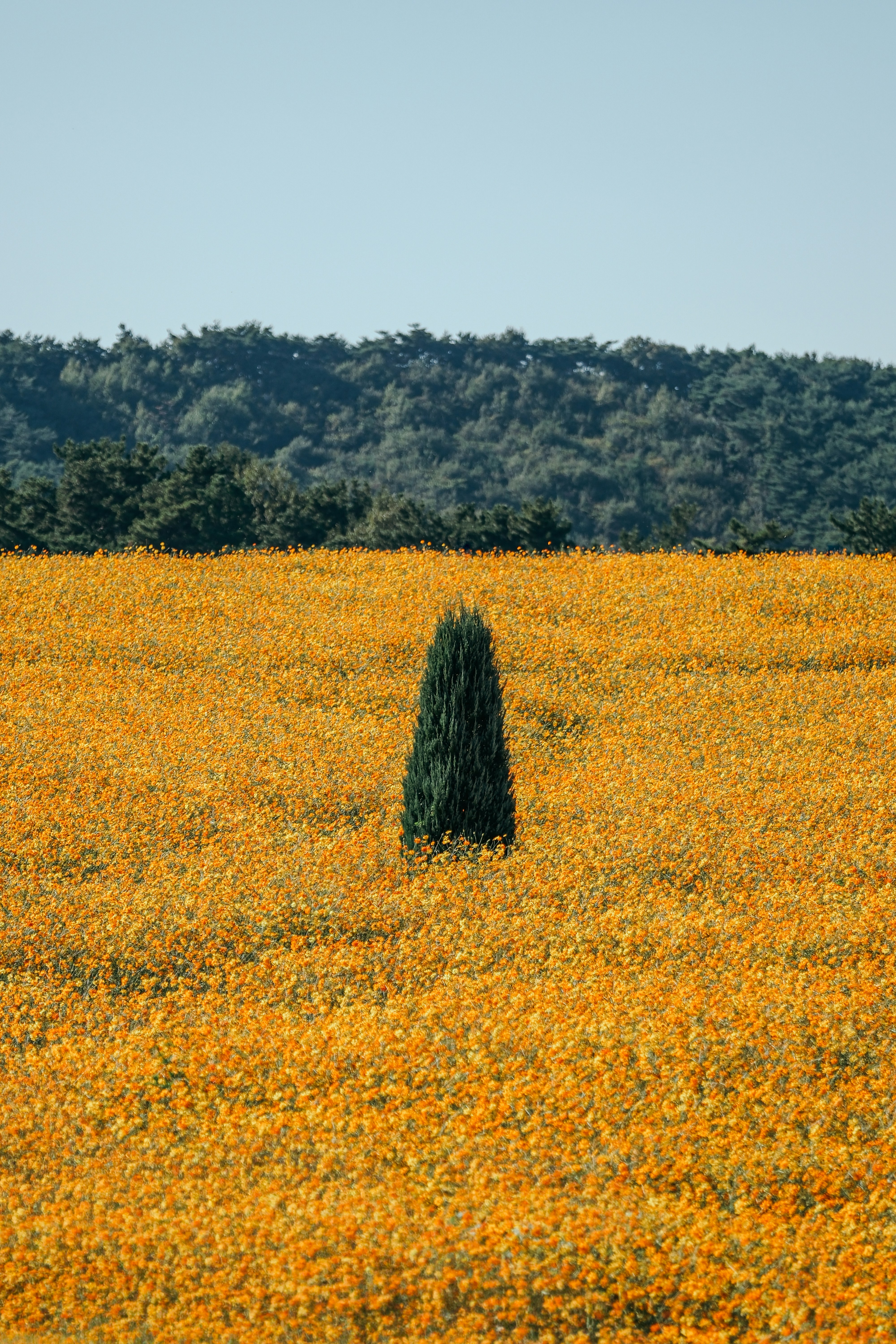 A lone evergreen tree standing in a vast field of orange cosmos flowers in Kochang