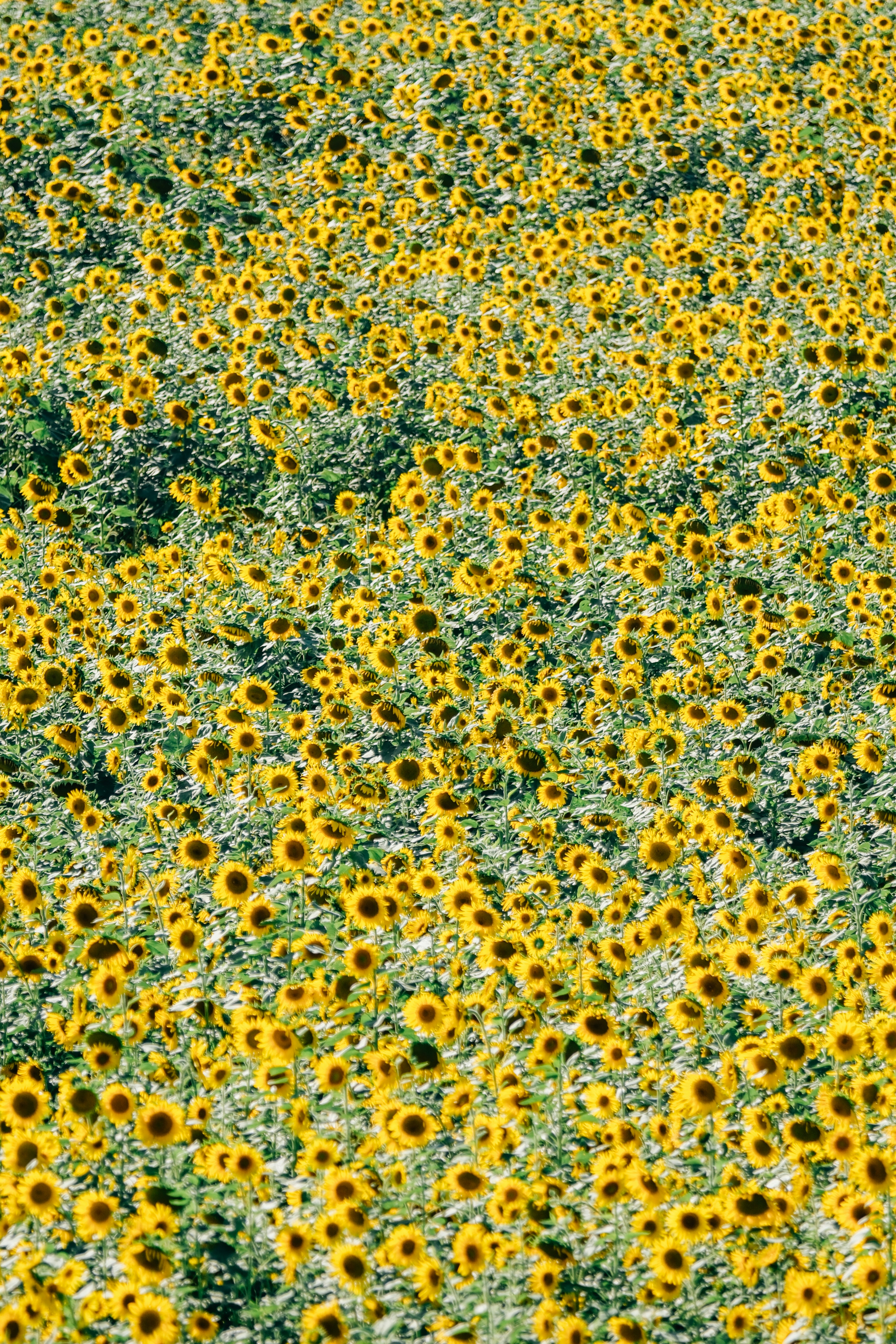 A vast field of bright yellow sunflowers in full bloom under warm sunlight